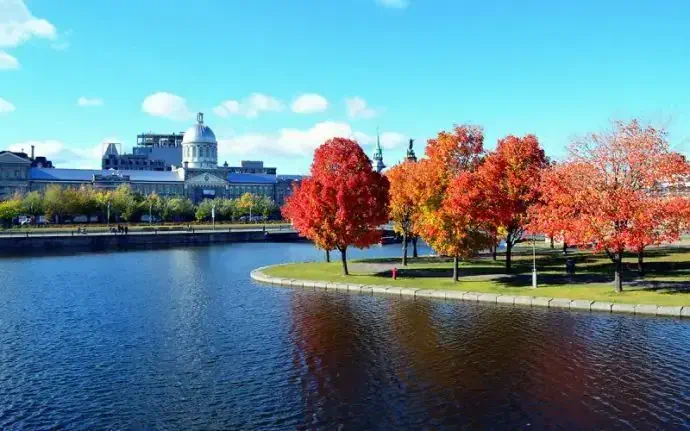 Arbres aux couleurs automnales à Montréal