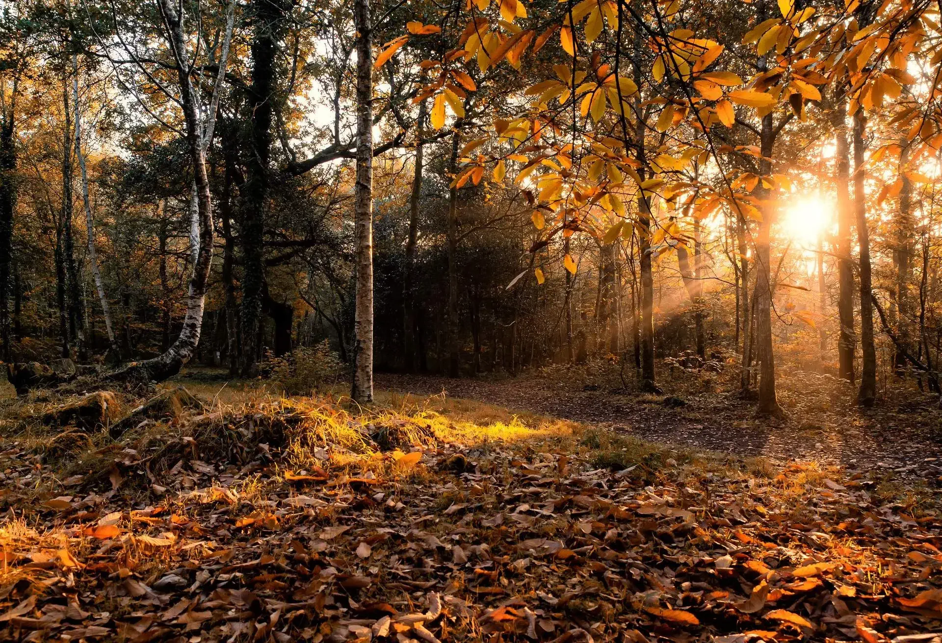 The sun shining through tree branches in a forest in autumn.