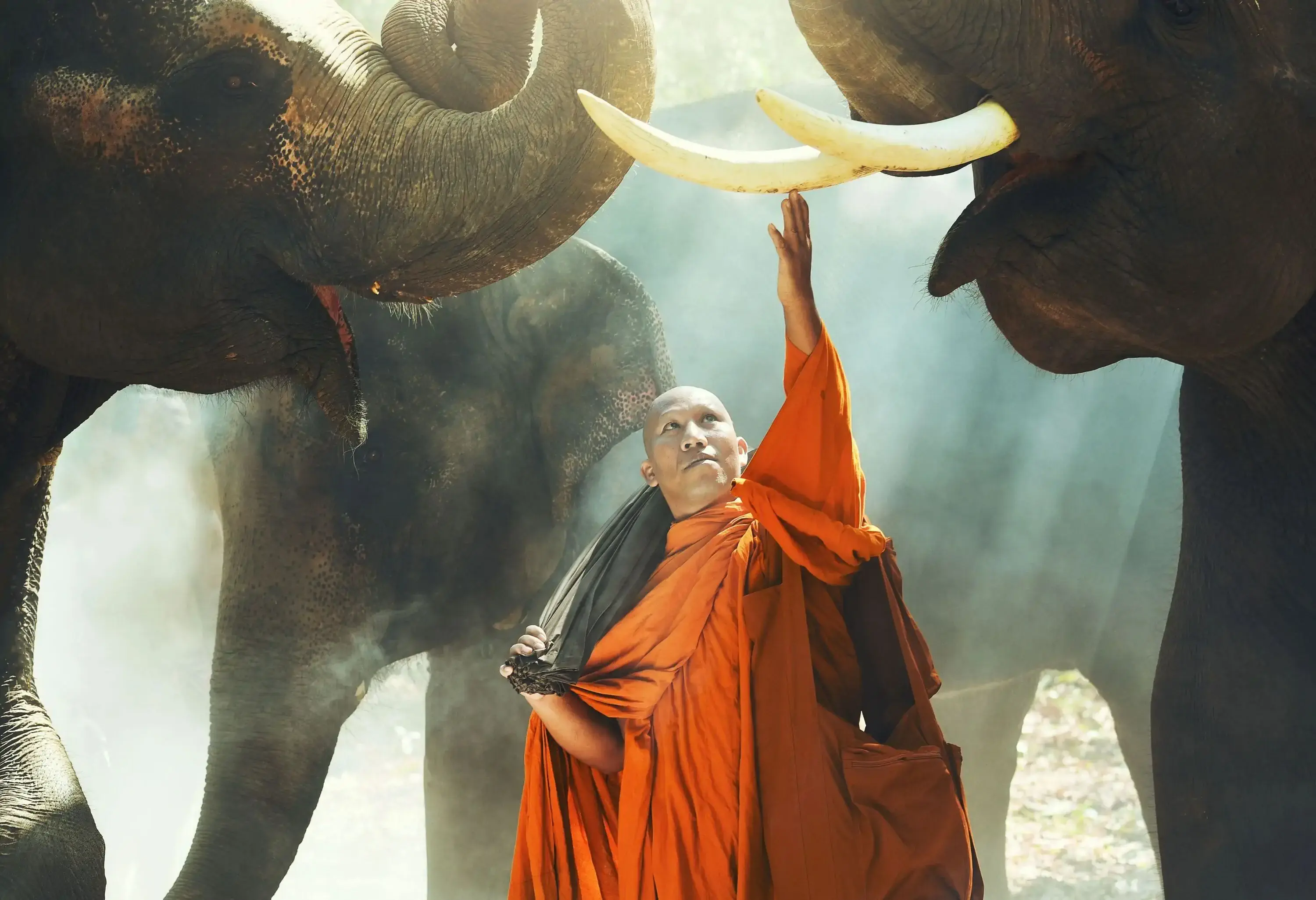 A monk surrounded by elephants reaches the white horn.