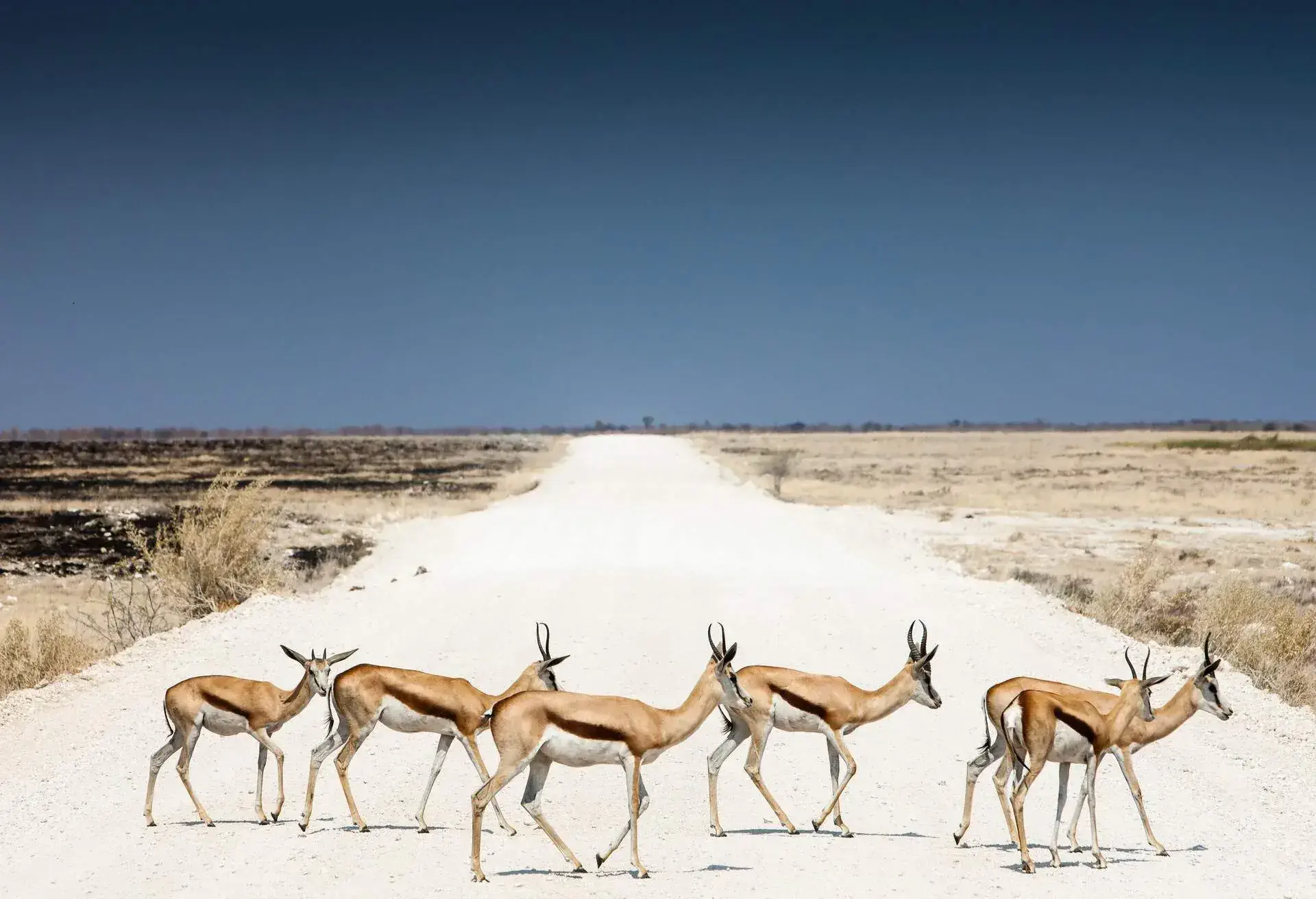 Springboks crossing a dusty road at Etosha National Park, Namibia.
