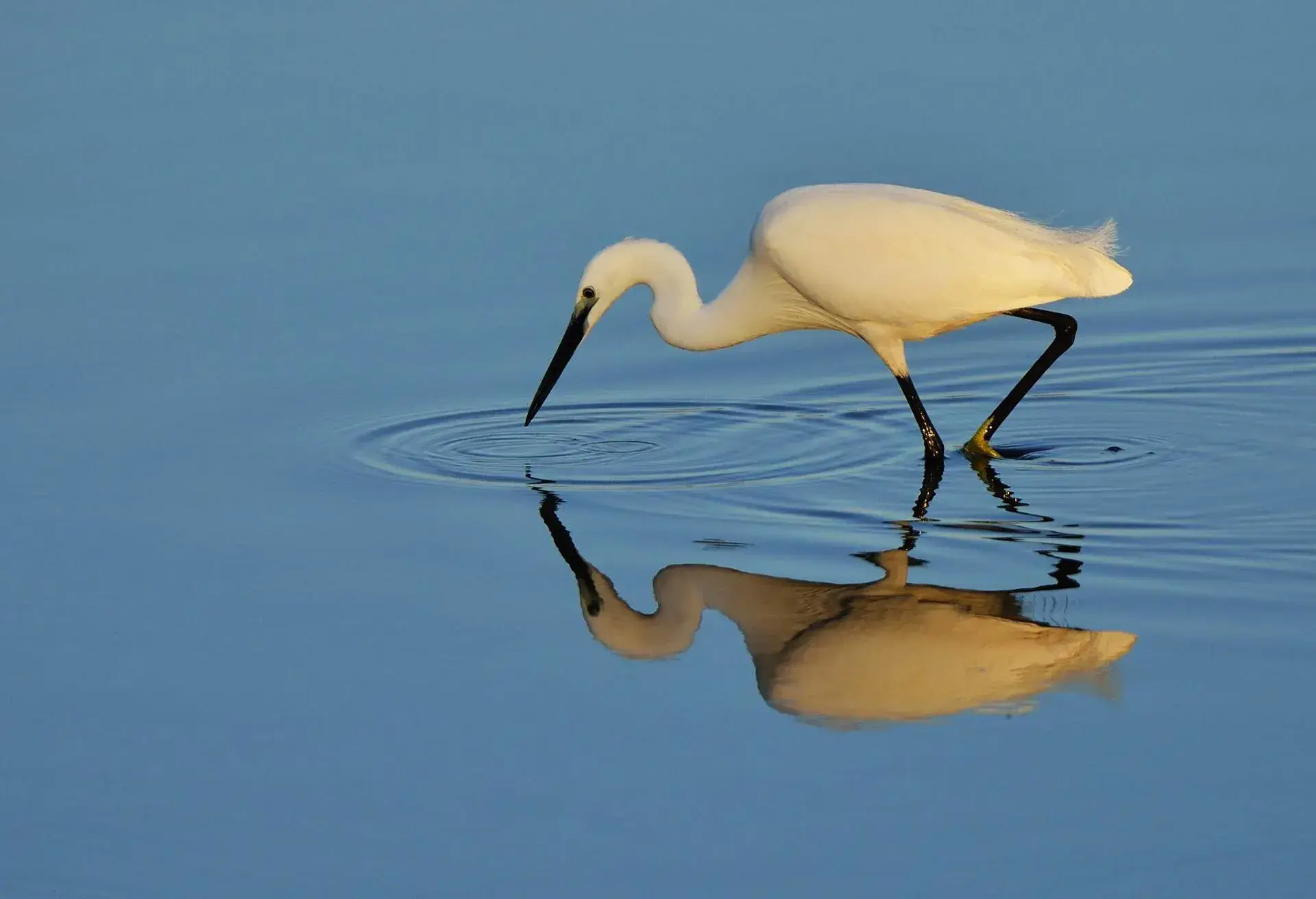 ANIMAL_EGRETTE