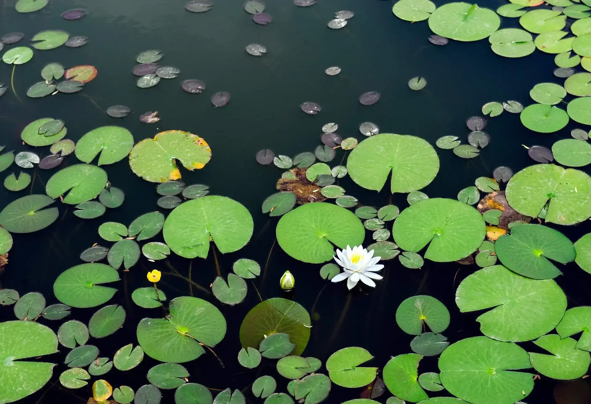 Pond with water lily