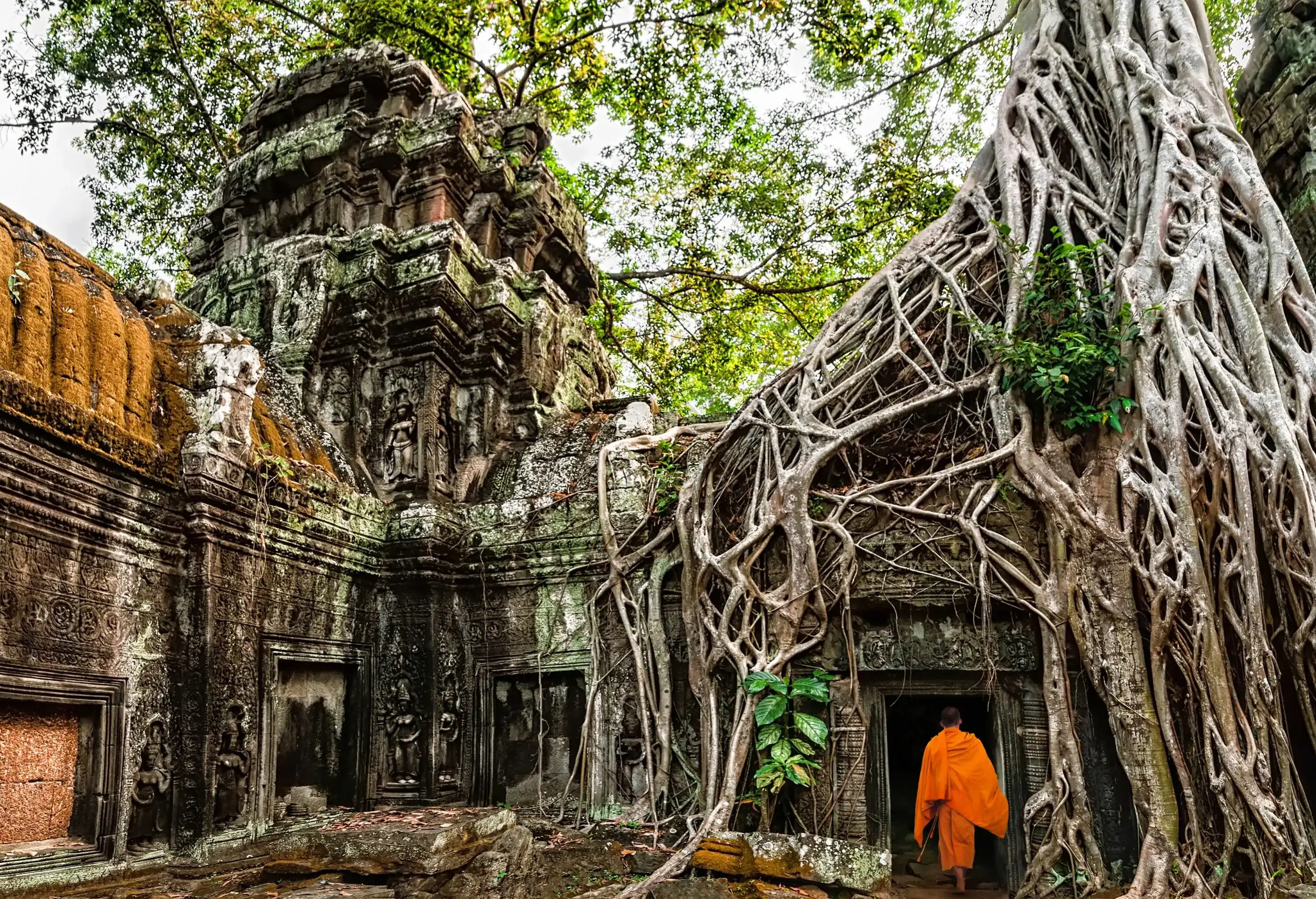 A monk in an orange robe walking through a temple's doorway draped with gnarled branches of a large tree.