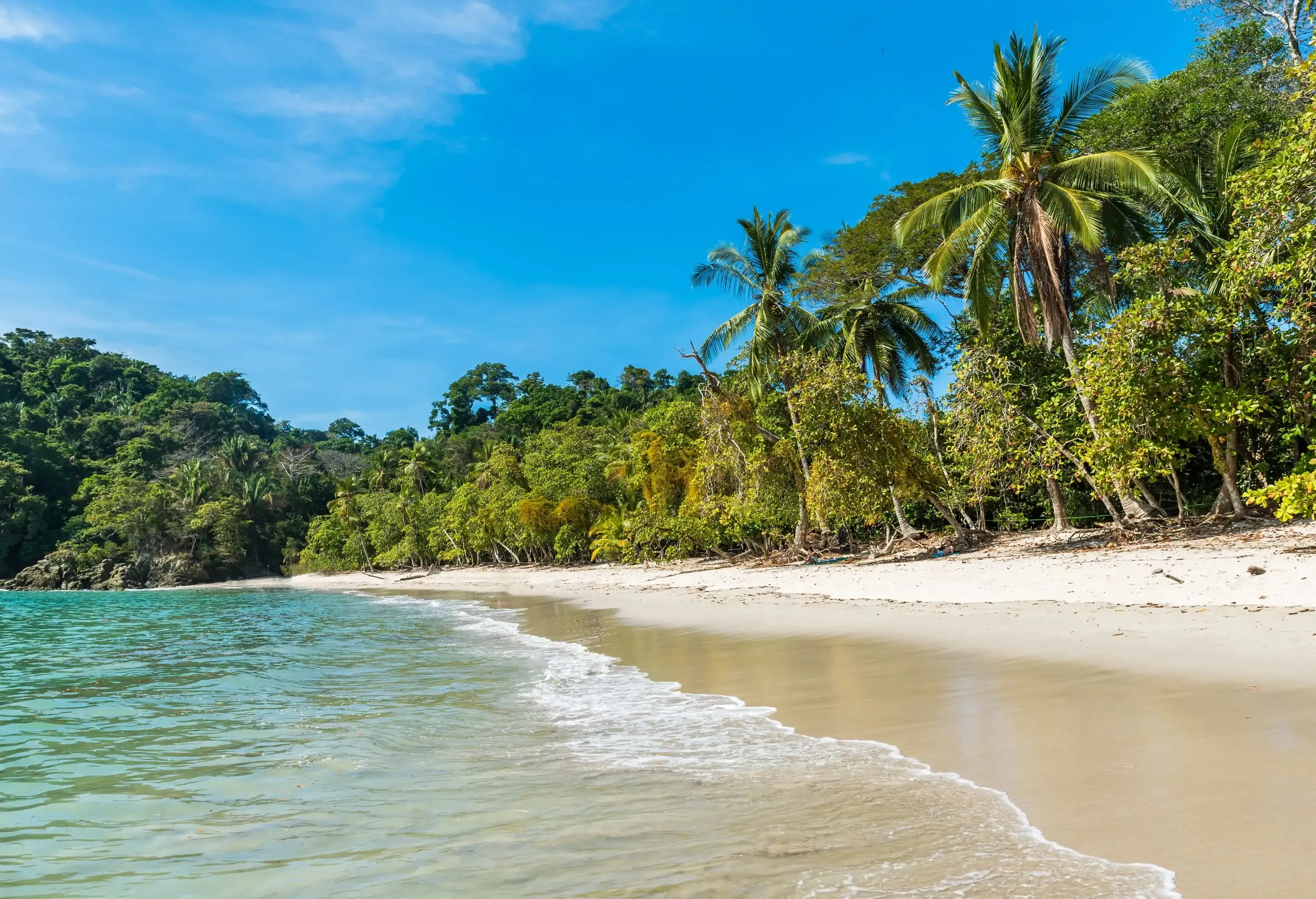 A tranquil beach with a sandy shore lined with tall green trees.