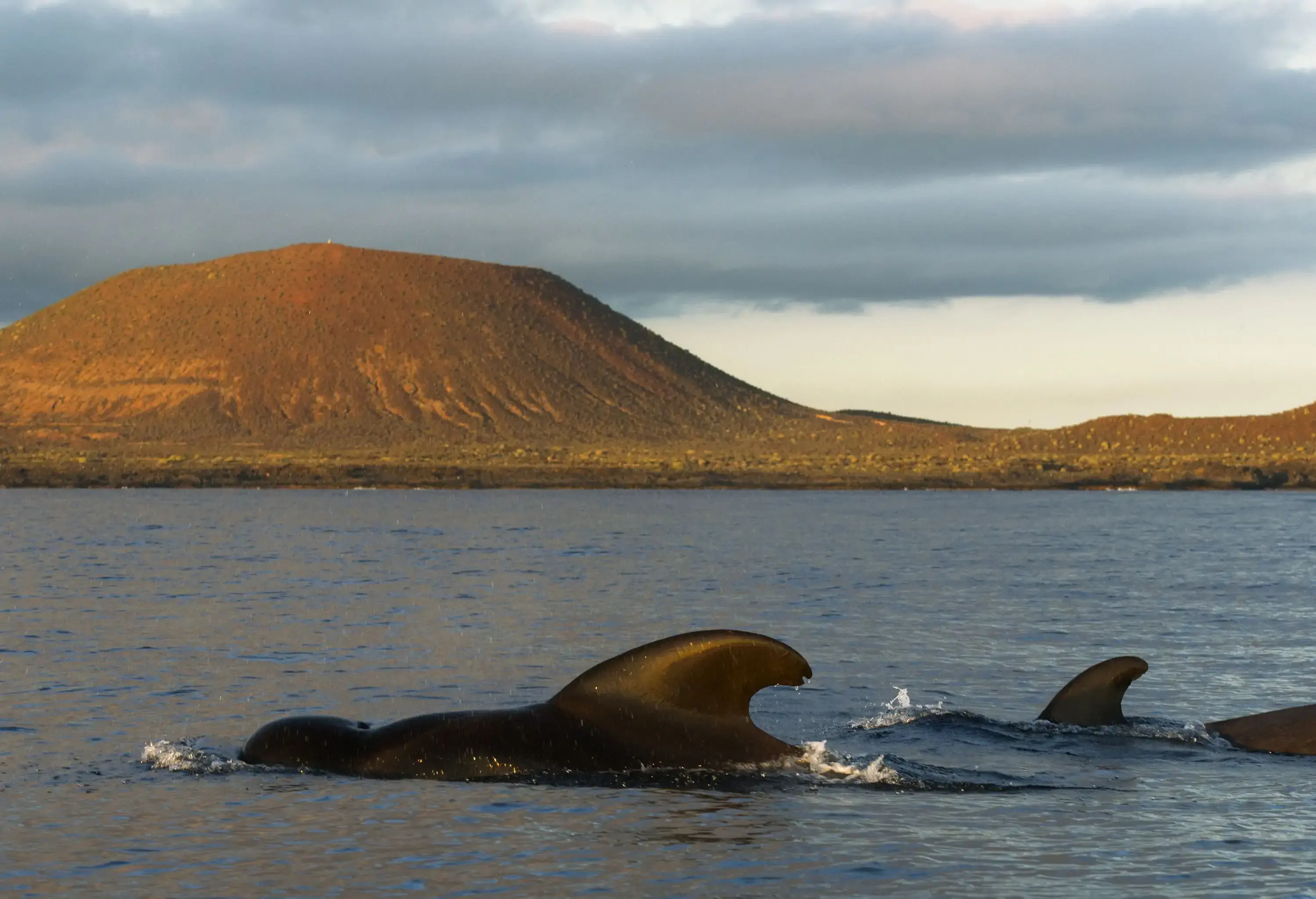 Pilot whales swim in the sea with their dorsal fin seen on the water's surface with a bare brown mountain in the background.