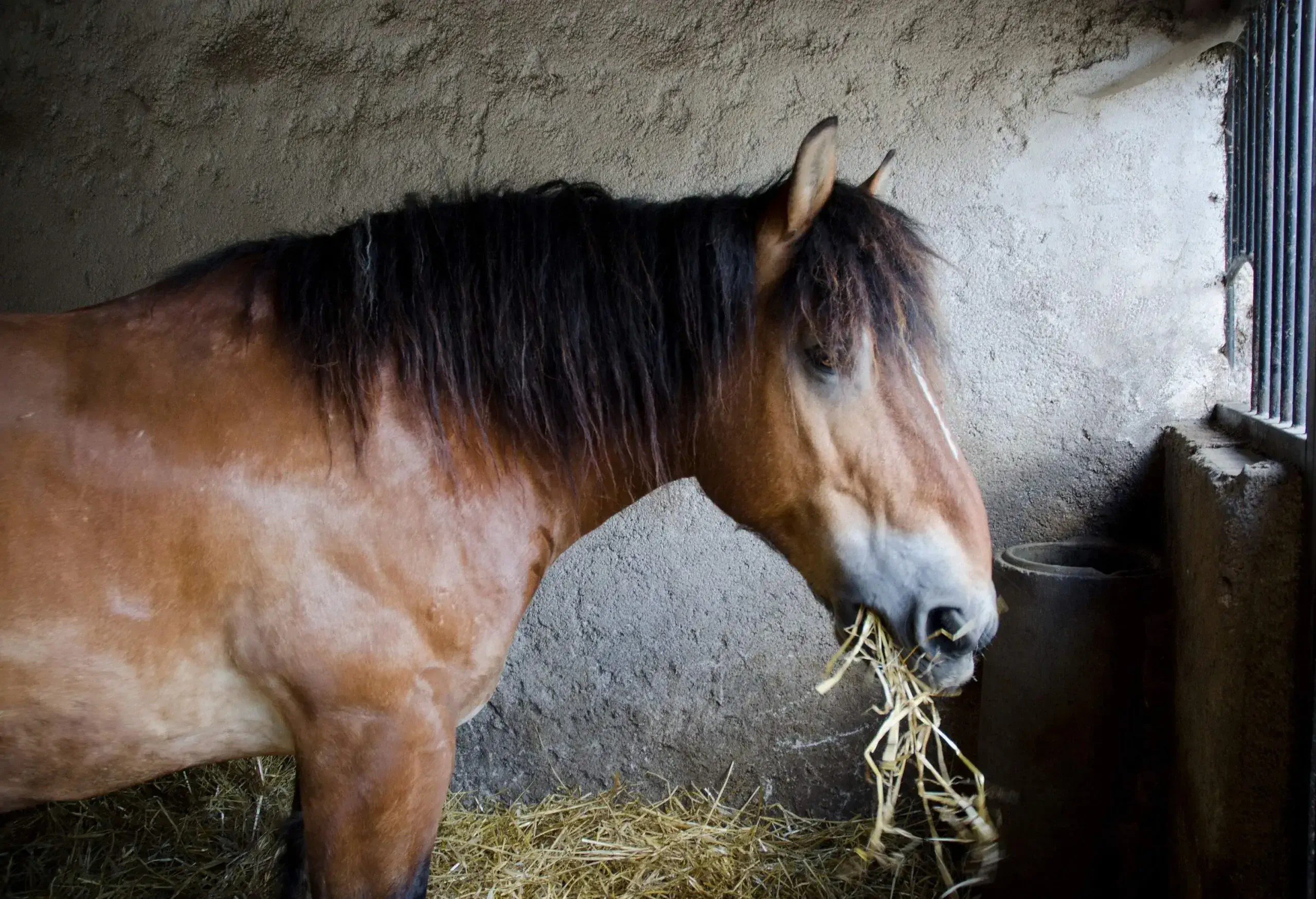 A brown horse with a long mane munches on hay within the barn.