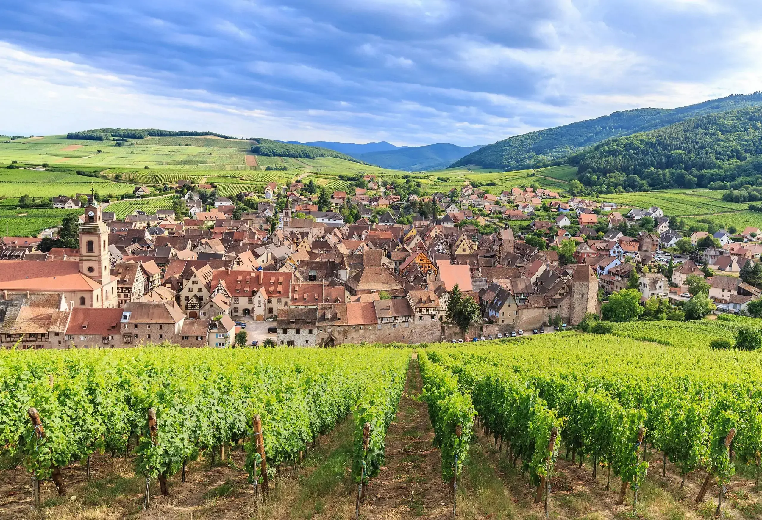 A large vineyard with views of a village in a countryside.