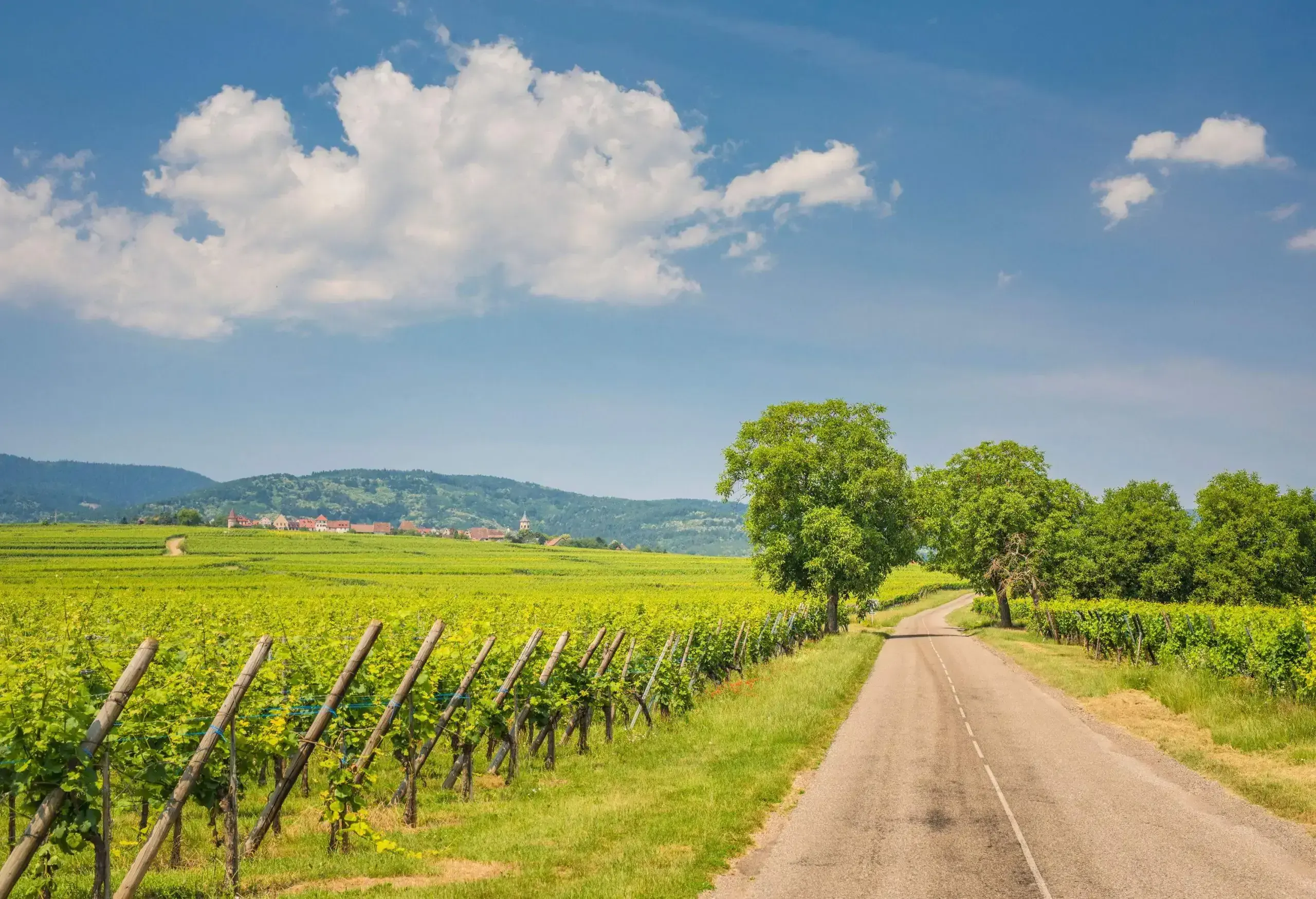 A roadway through a vineyard with trees.
