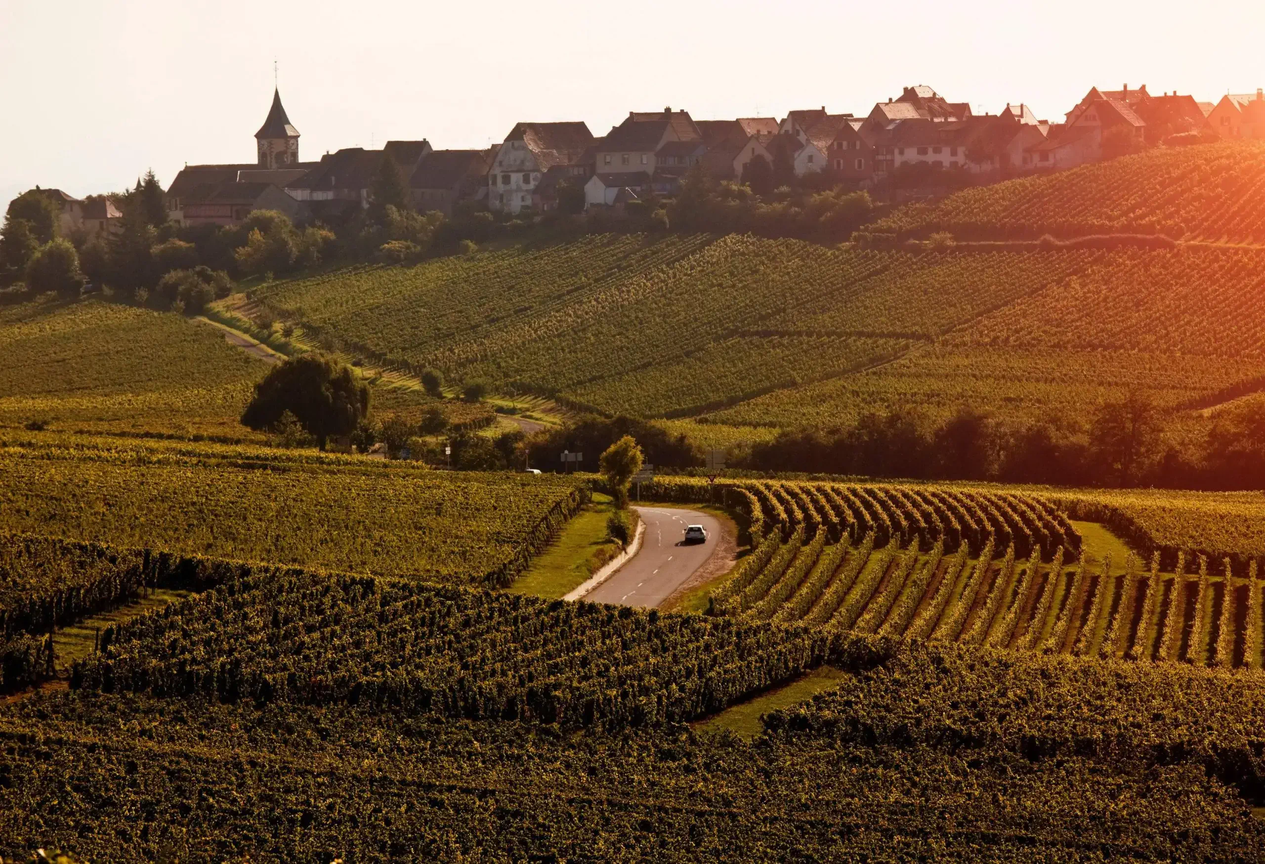 A car driving through a sun-lit vineyard with village houses in the background.