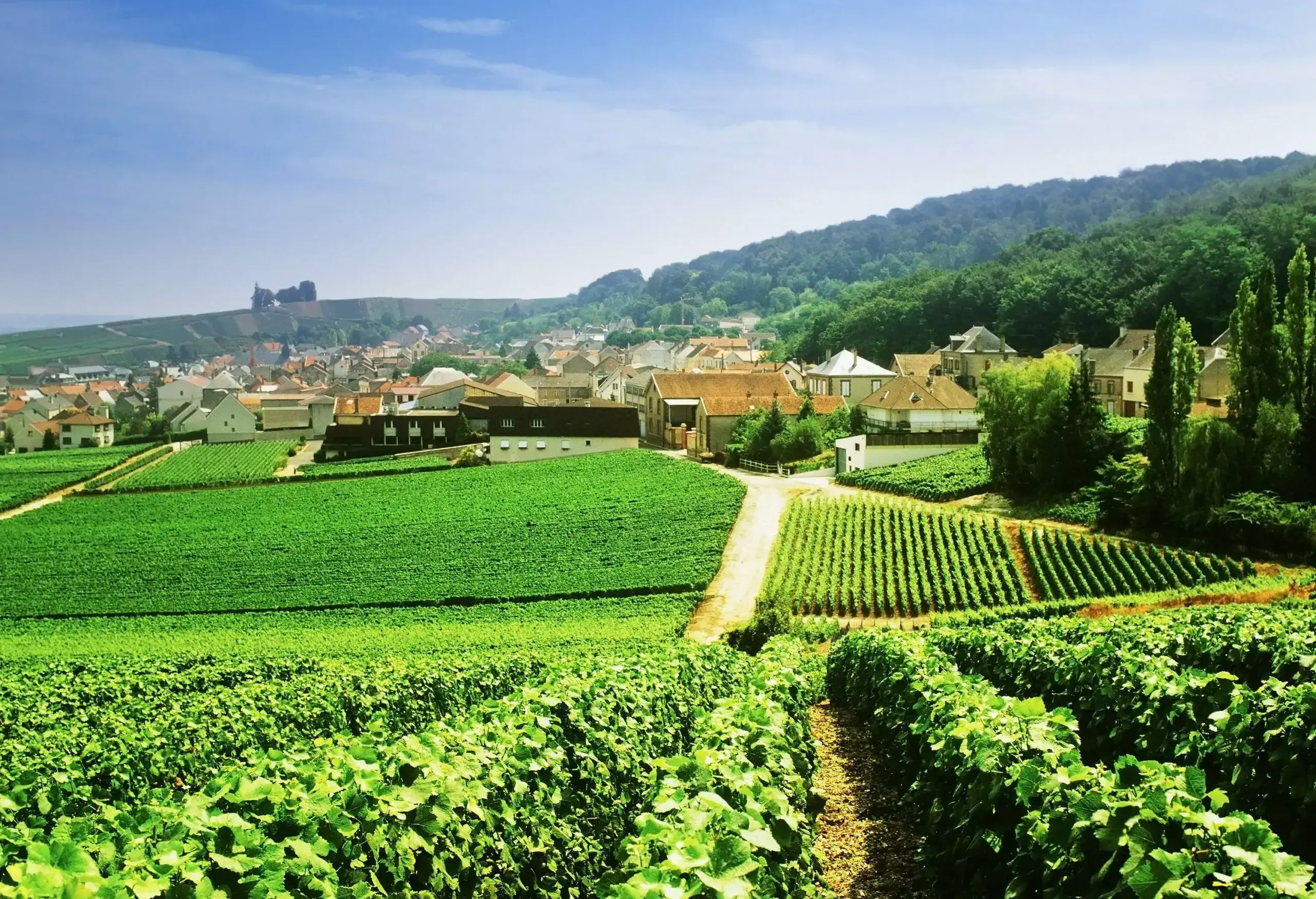 Alongside a forested mountain is a small village full of houses surrounded by lush vineyards.