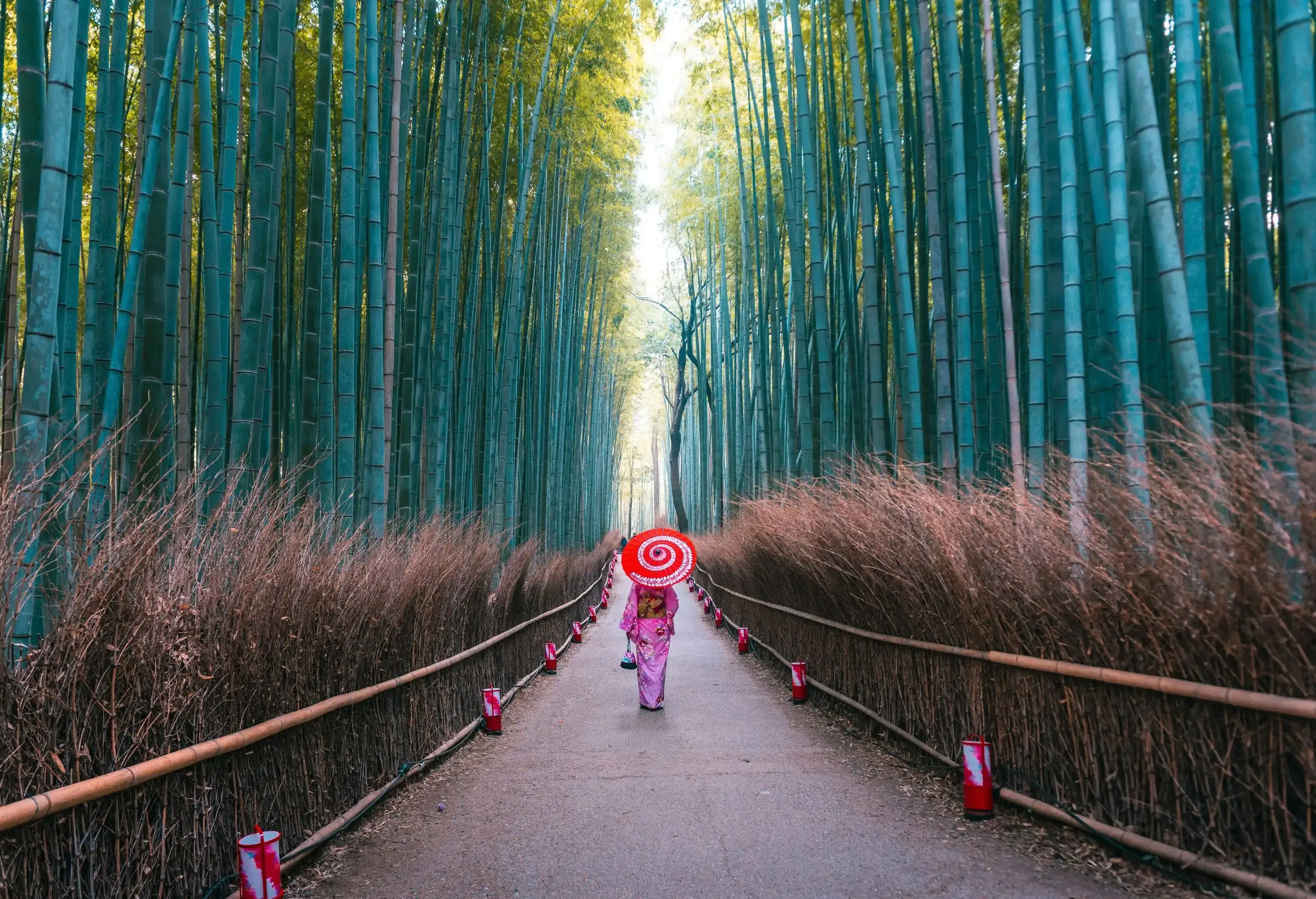 A woman in pink kimono and a red-white umbrella walks in the centre pathway of the bamboo forest.