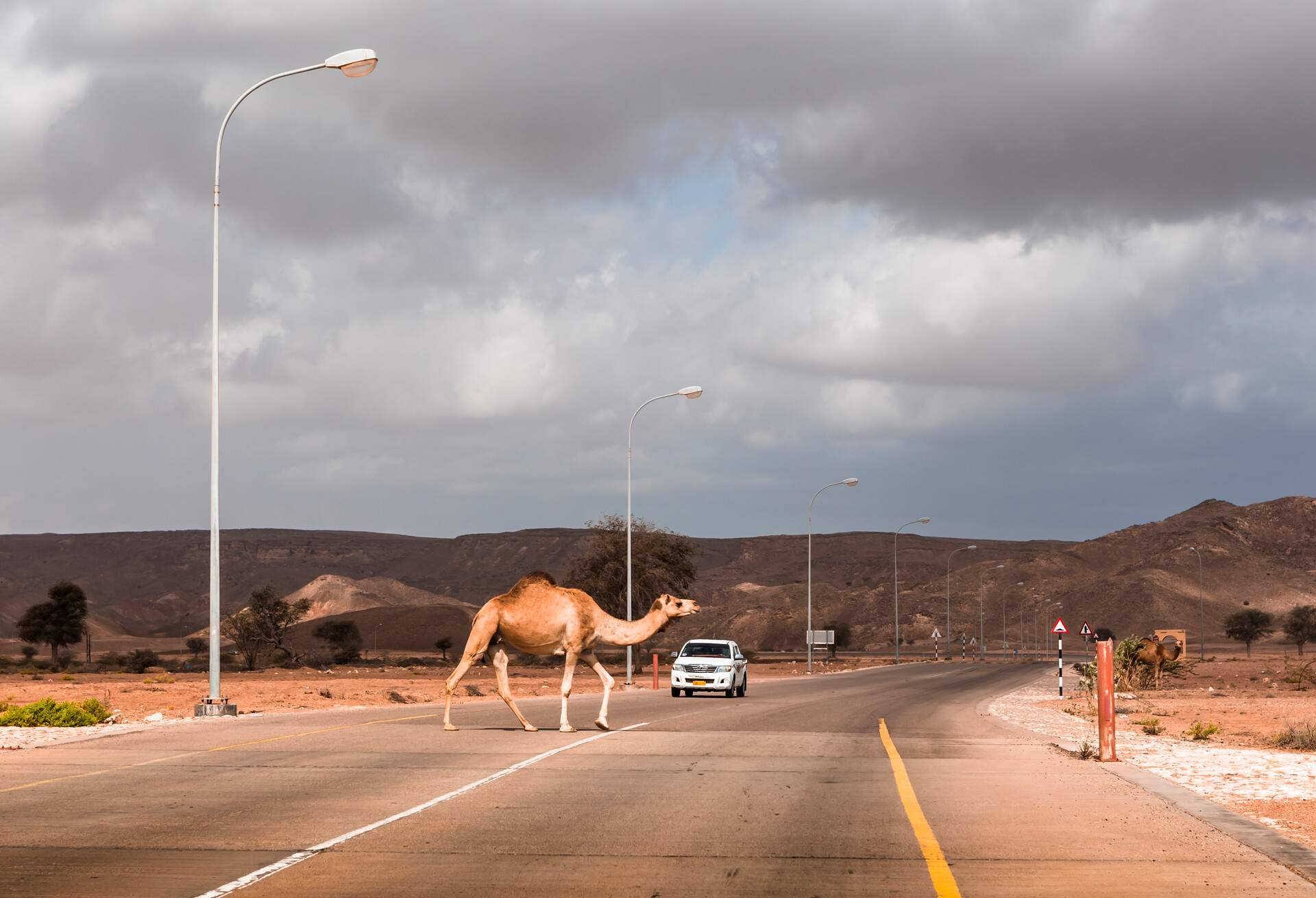 DEST_OMAN_THEME_CAR_CAMEL_GettyImages-1158881495