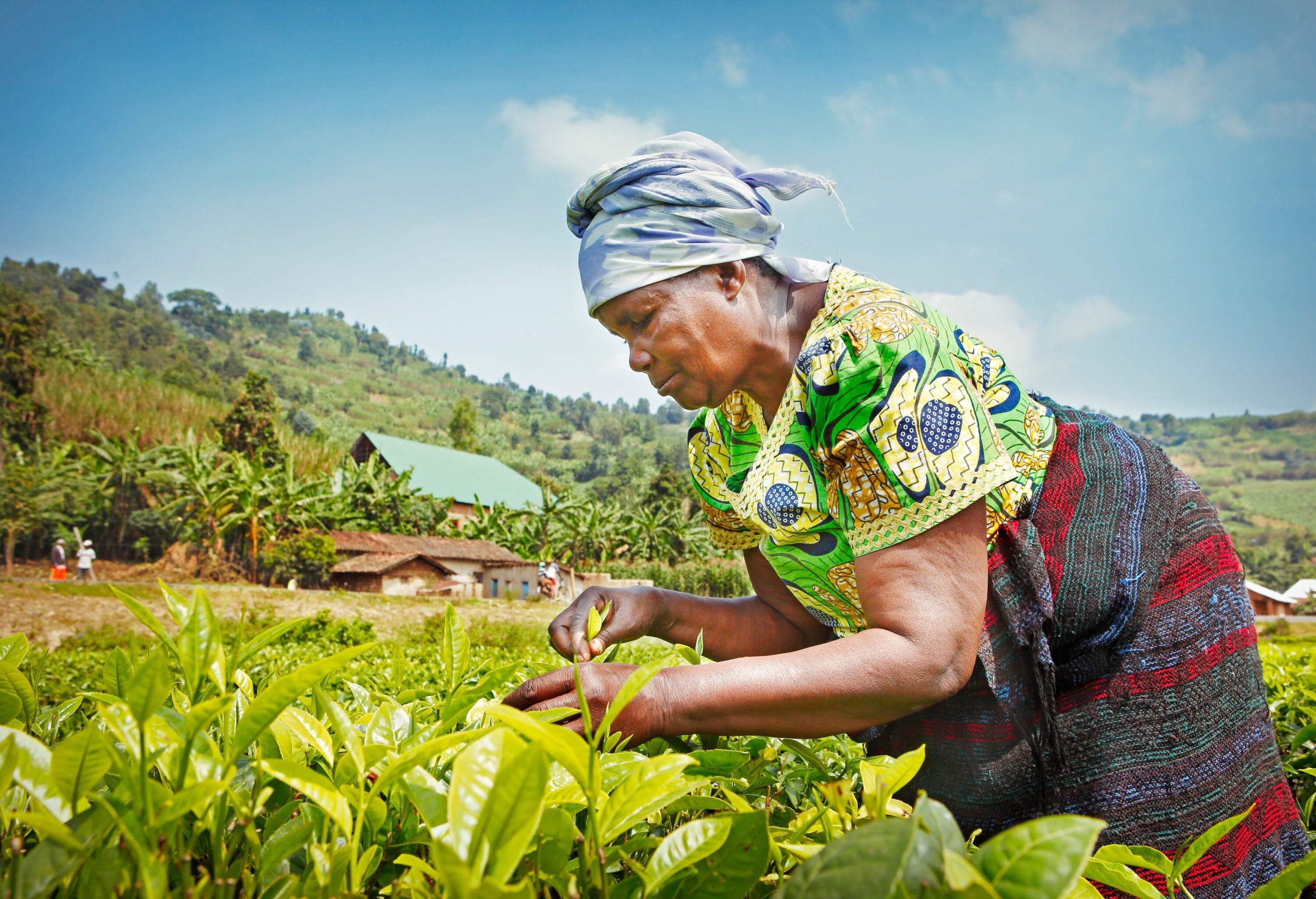 An African woman in traditional clothing, picking up fresh tea leaves at a tea plantation.