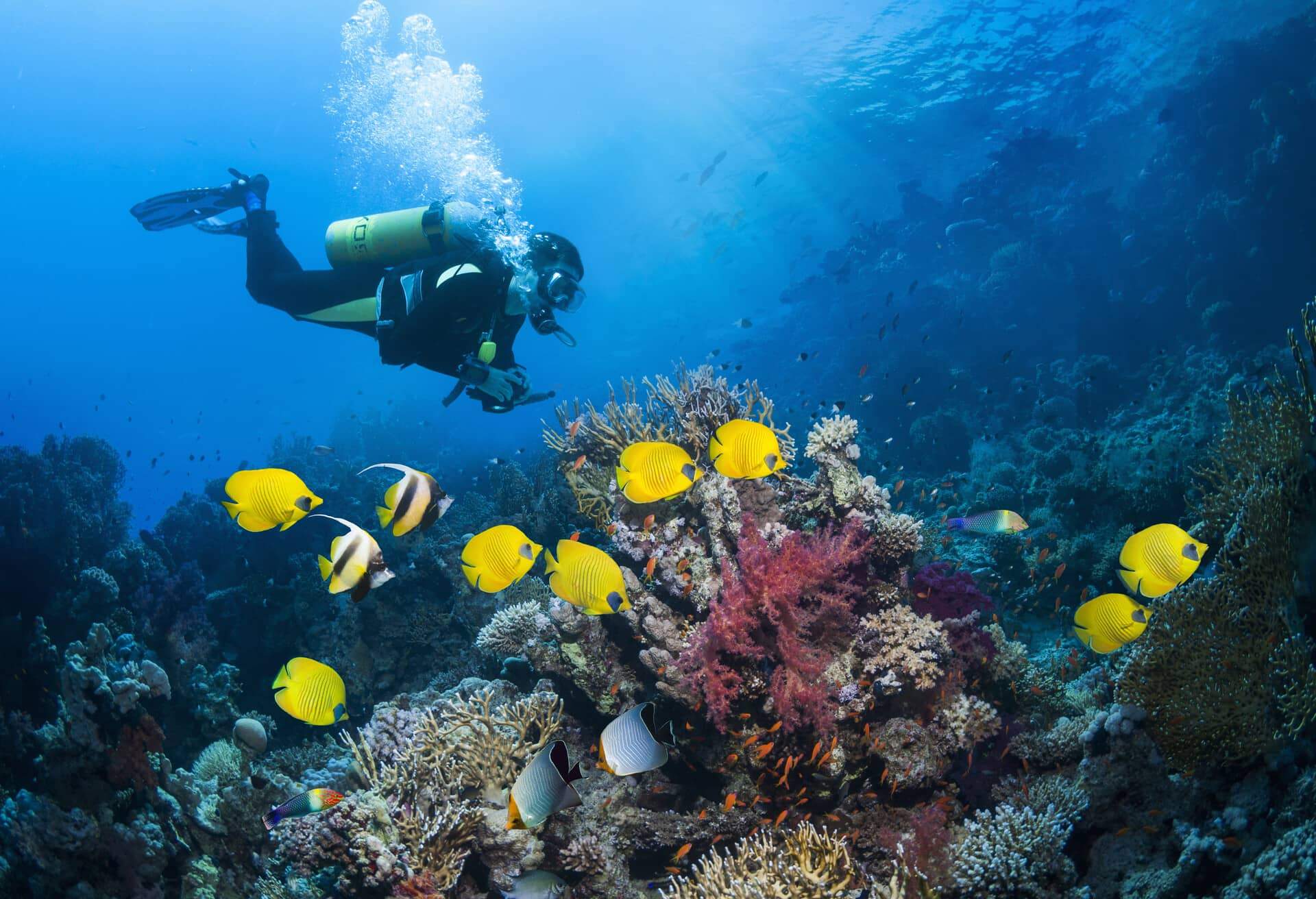 egypt red sea scuba diving