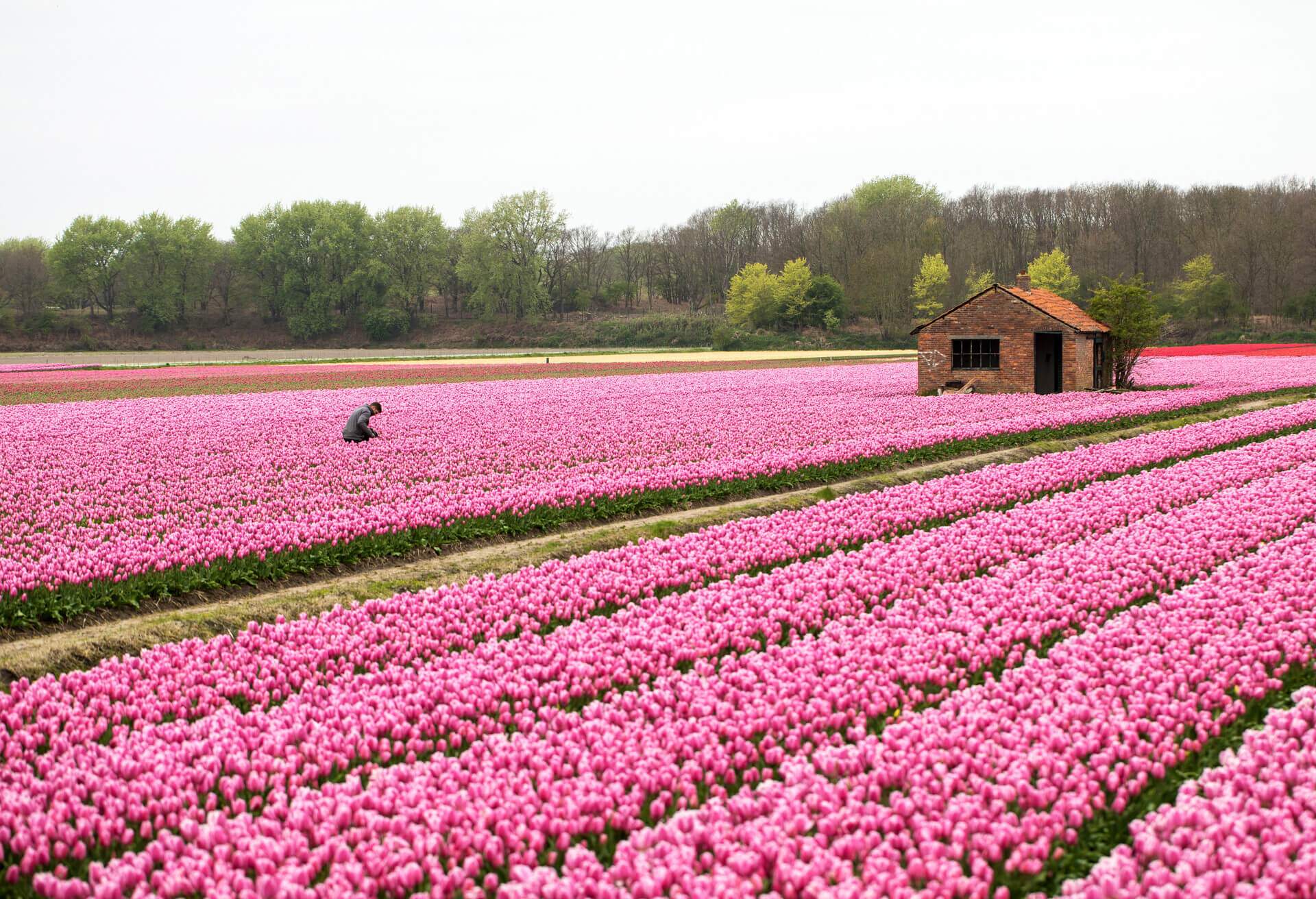 netherlands tulips bollenstreek