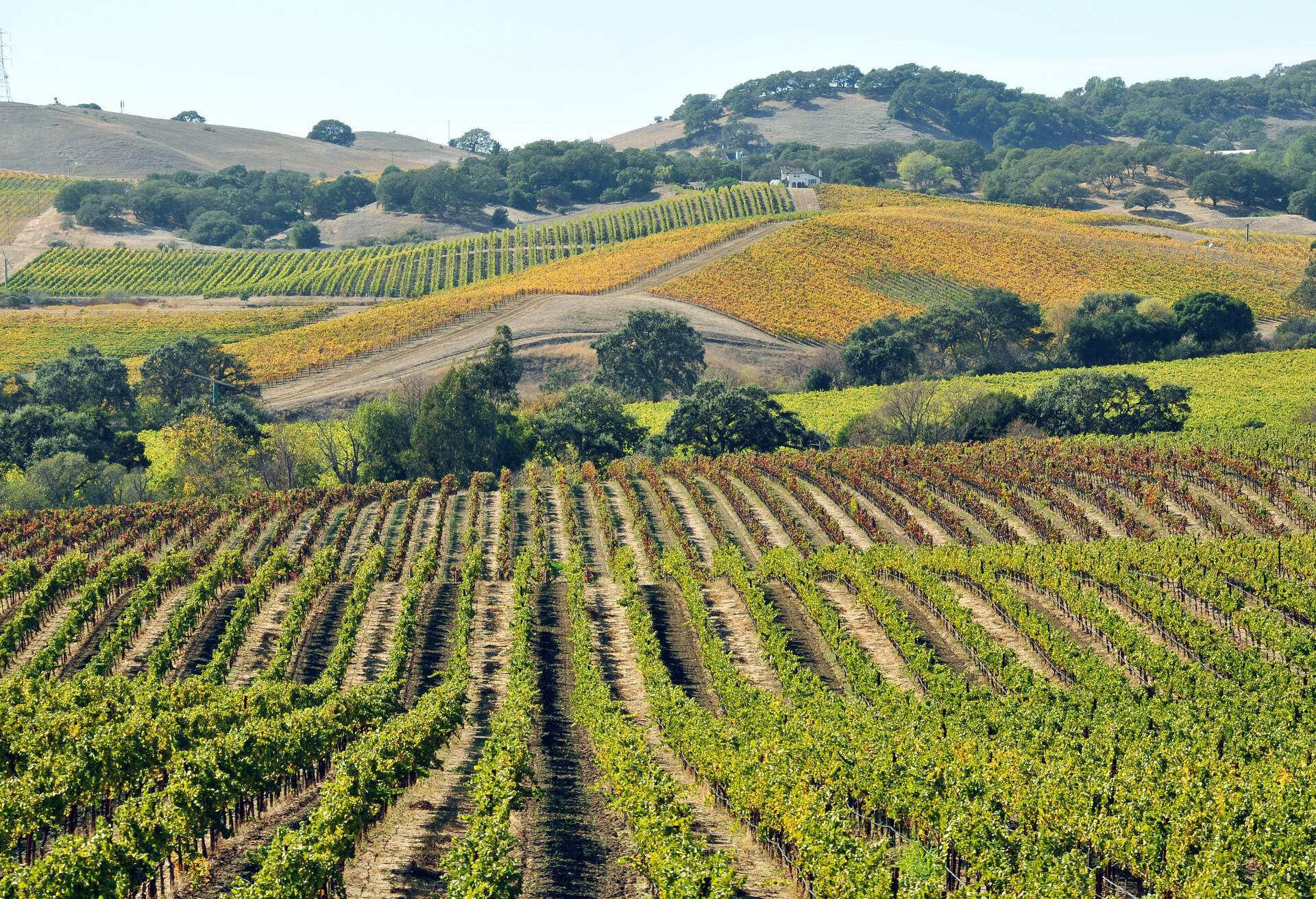 Vineyard near Bordeaux in the Medoc area