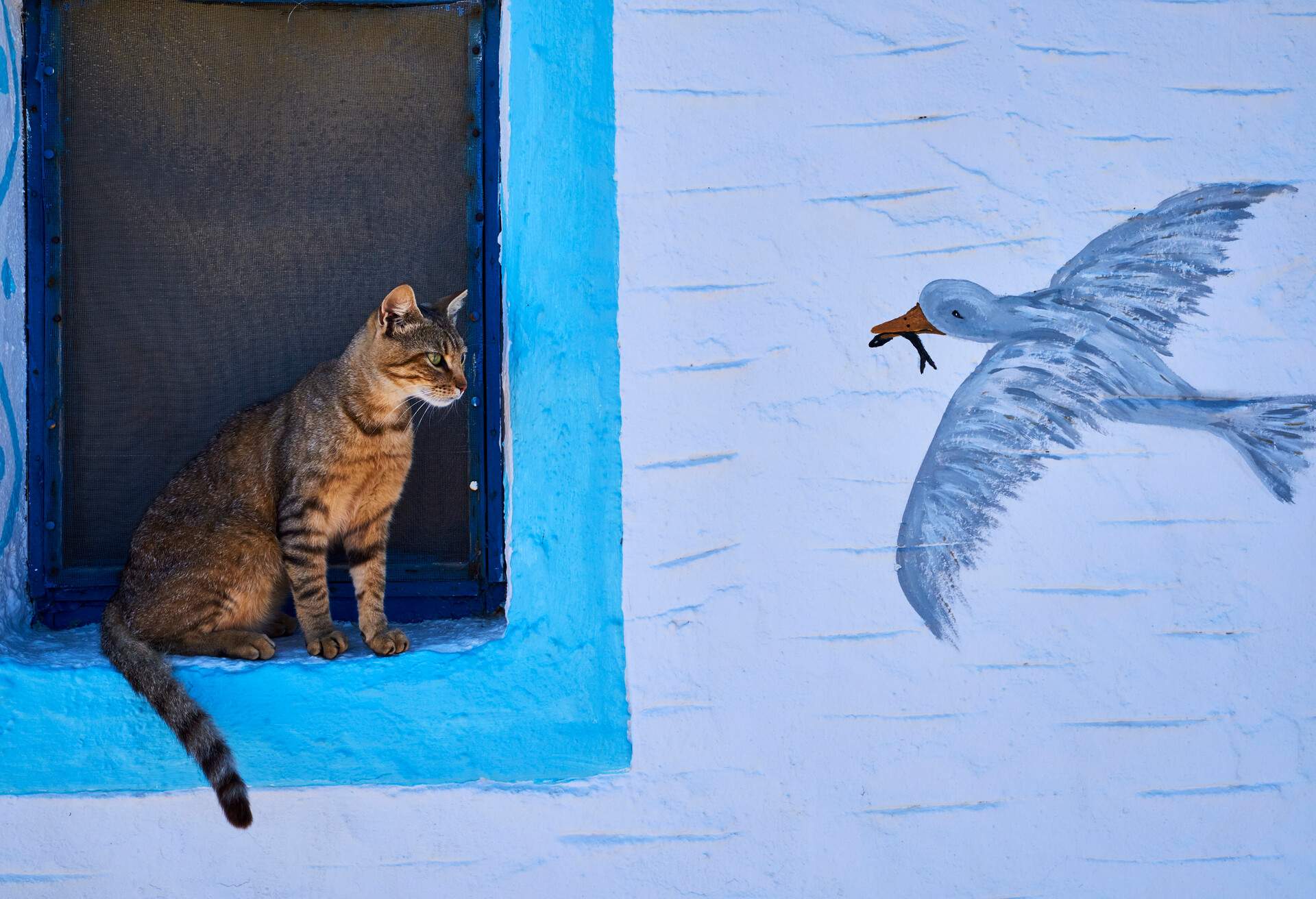 DEST_GREECE_AMORGOS_CAT_WINDOW_GettyImages-872356432