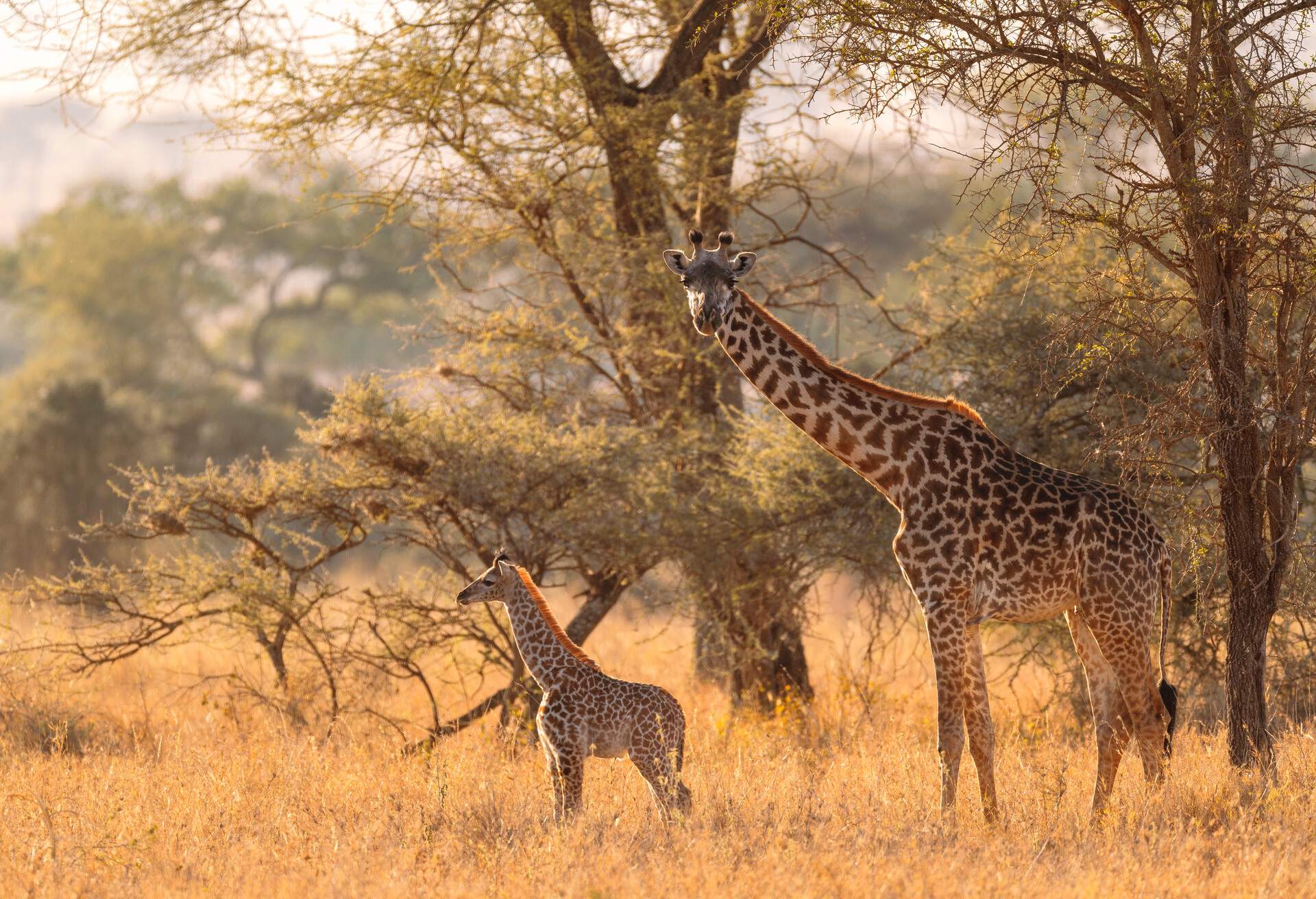 DEST_TANZANIA_MARA_SERENGETI_SAVANNAH_GIRAFFES_GettyImages-1175501826