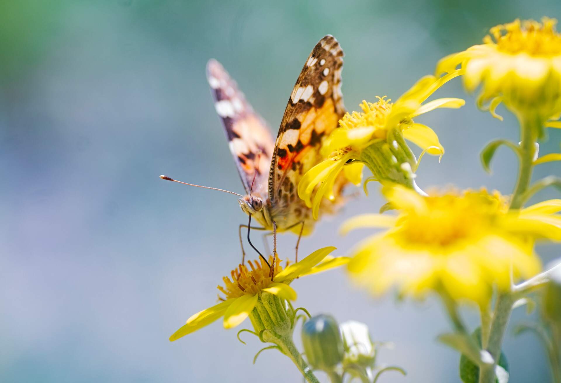 A delicate butterfly alights gracefully on a vibrant flower.
