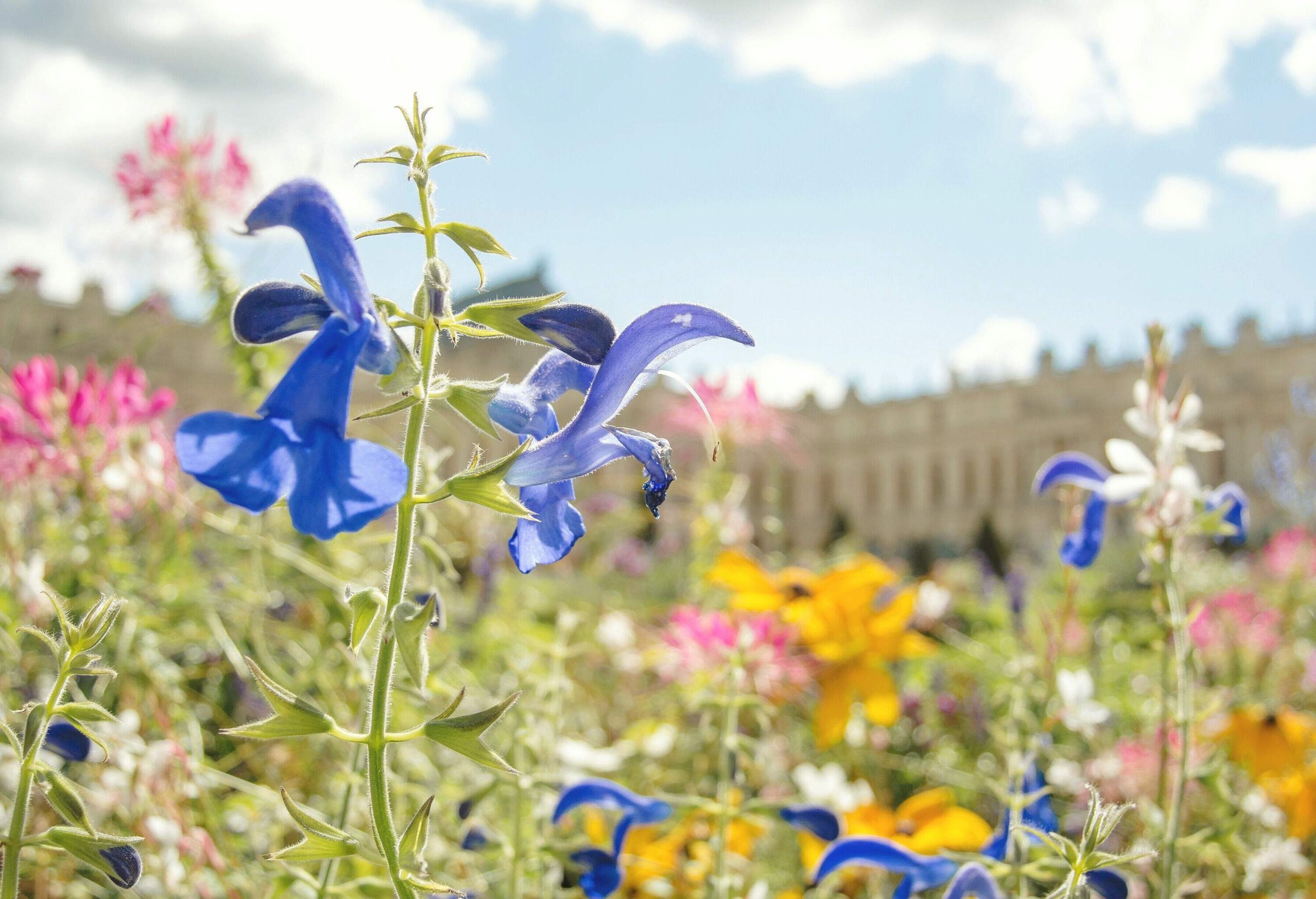 A close-up shot of a blooming blue flower among the colourful blooms in a garden.