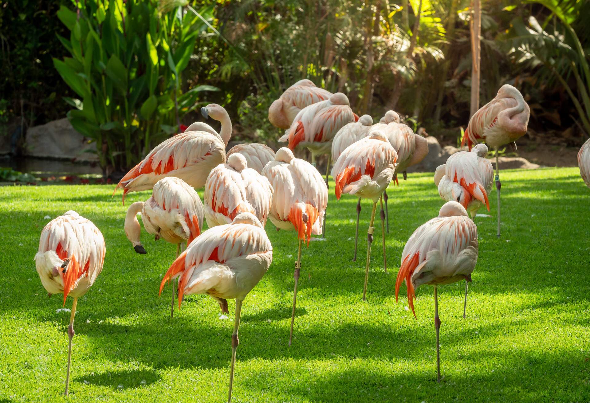 DEST_SPAIN_CANARY_ISLANDS_TENERIFE_LORO-PARK_GettyImages-1316838332