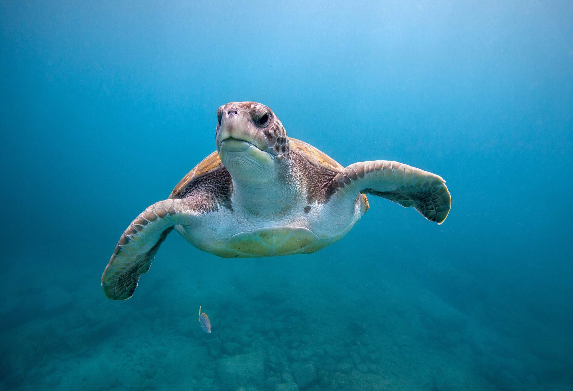 Green sea turtle swimming near El Puertito beach on the island of Tenerife in the Canary Islands.