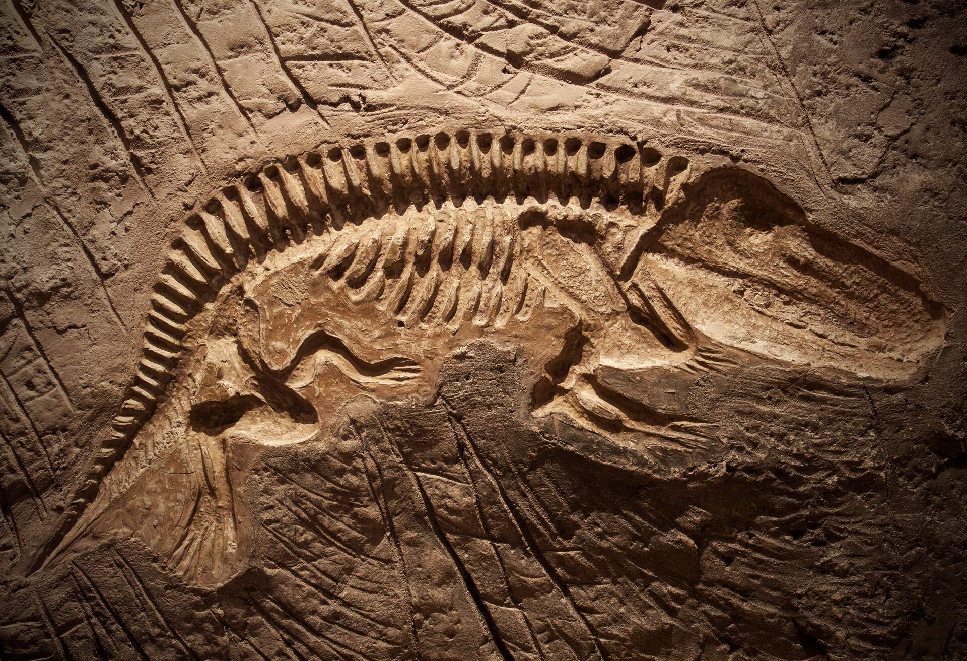 THEME_FOSSIL_DINOSAUR_MUSEUM-GettyImages-179325579