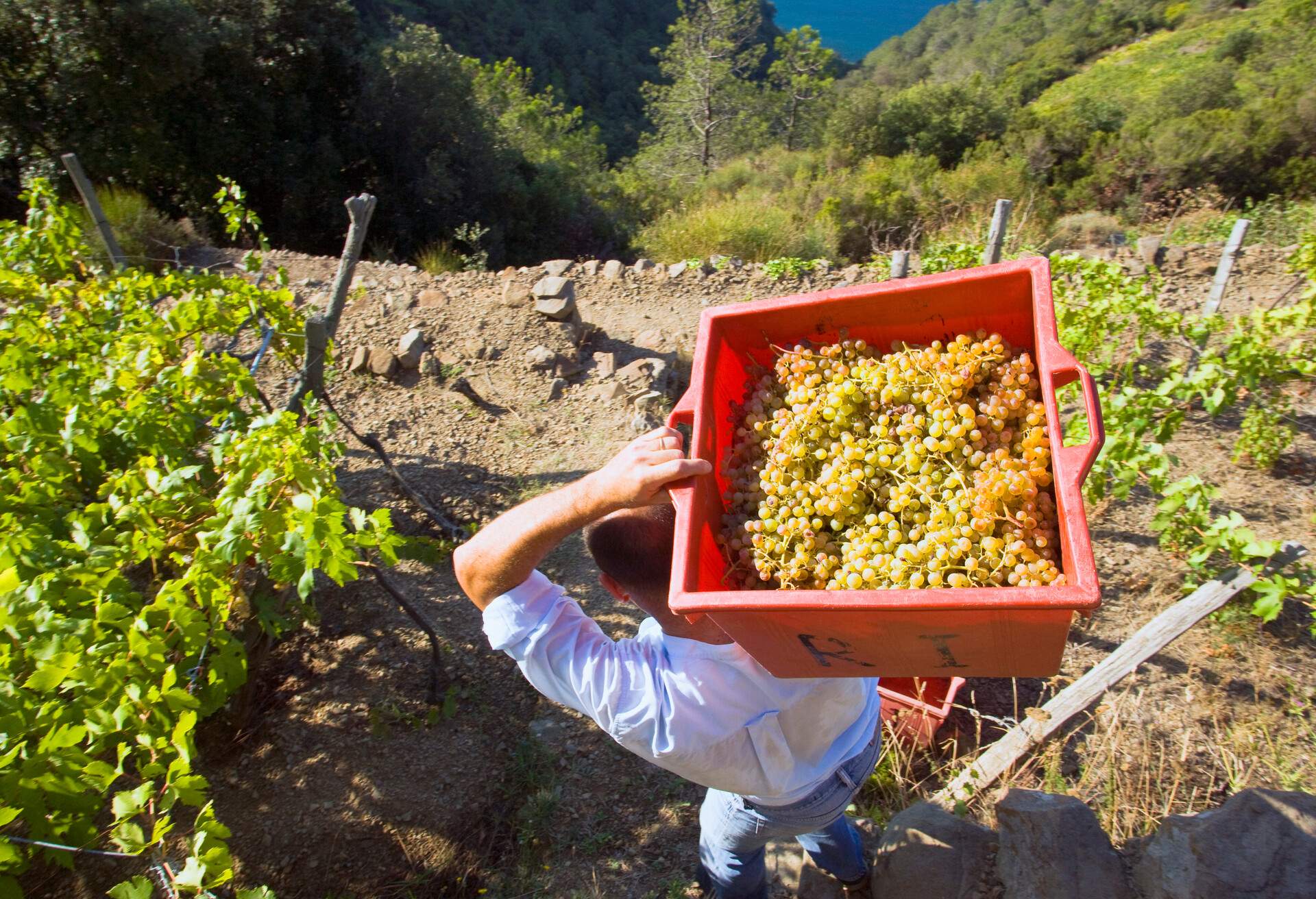 Grapes harvest between Volastra and Corniglia on the difficult terraces on the sea.