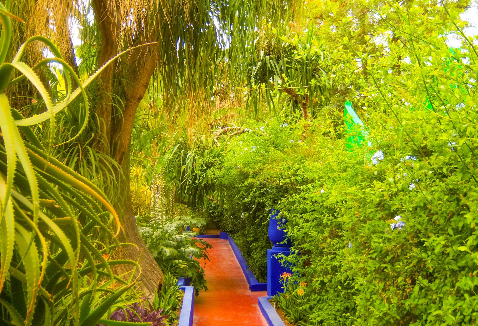 Aloe Vera plant in a colorful garden