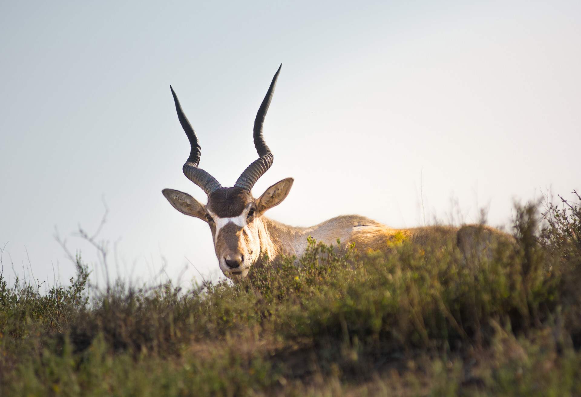 Addax on a grassy field - white or screw horn antelope. Critically endangered species, desert dwelling animal. National Park Souss-Massa, Agadir, Morocco