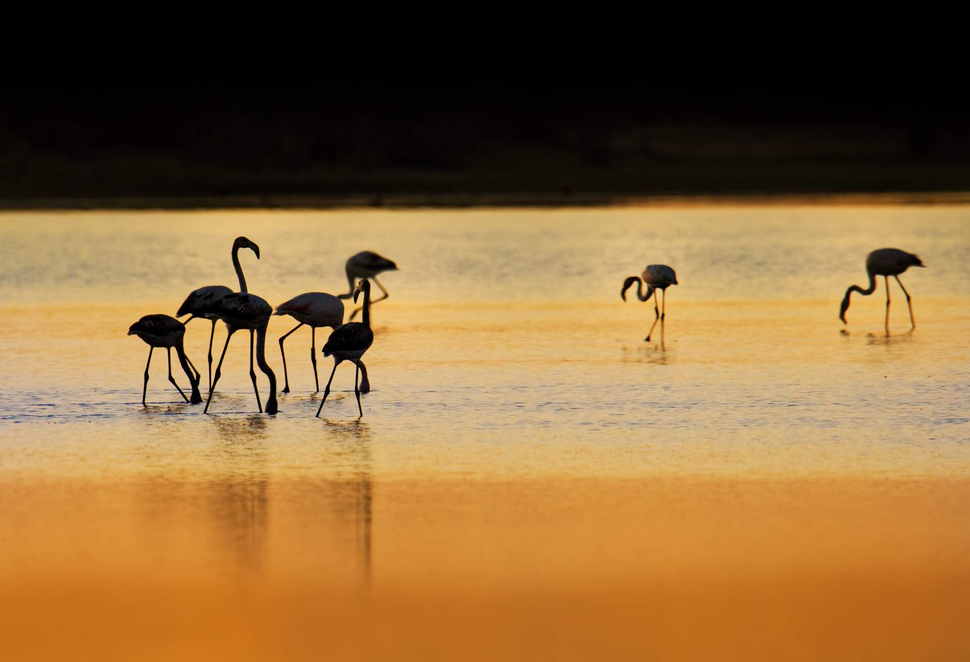 DEST_MAROCCO_THEME_ANIMAL_FLAMINGOS_GettyImages