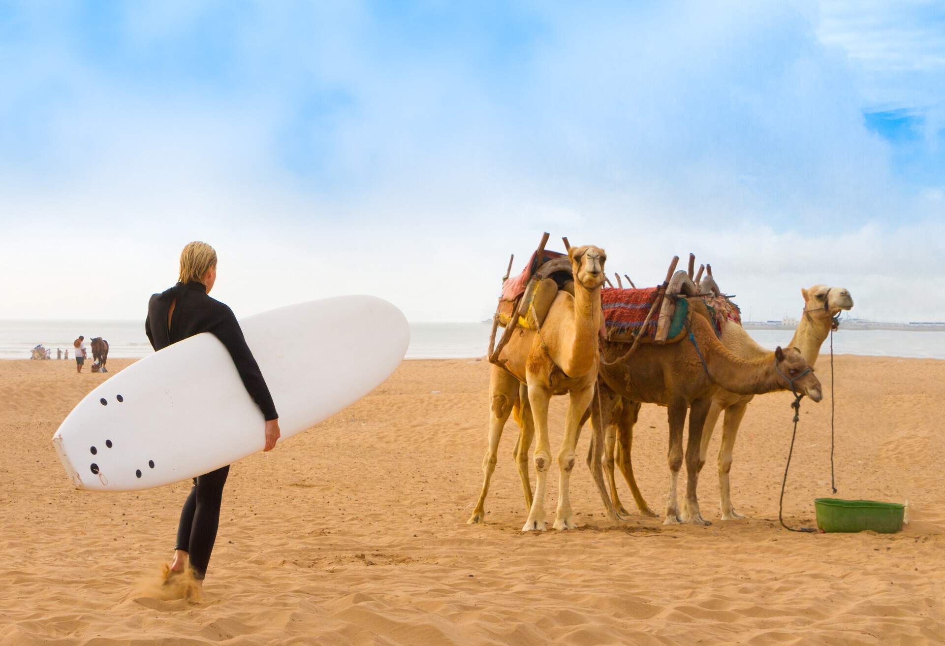 Female surfer and camels at the beach of Essaouira, Morocco, Africa.