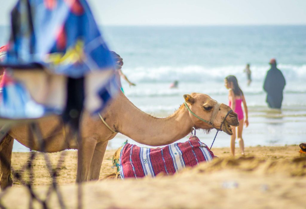 Quand partir au Maroc pour un voyage inoubliable ? KAYAK