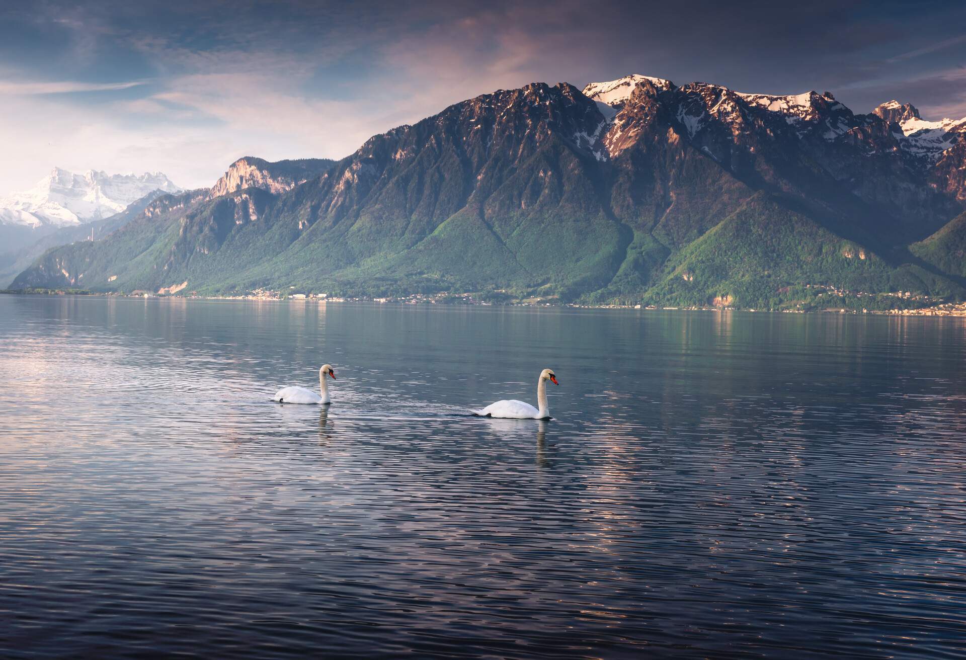 Nature Landscape Scenery View and Twin Swans in The Lake of Geneva Lake, Vevey, Switzerland