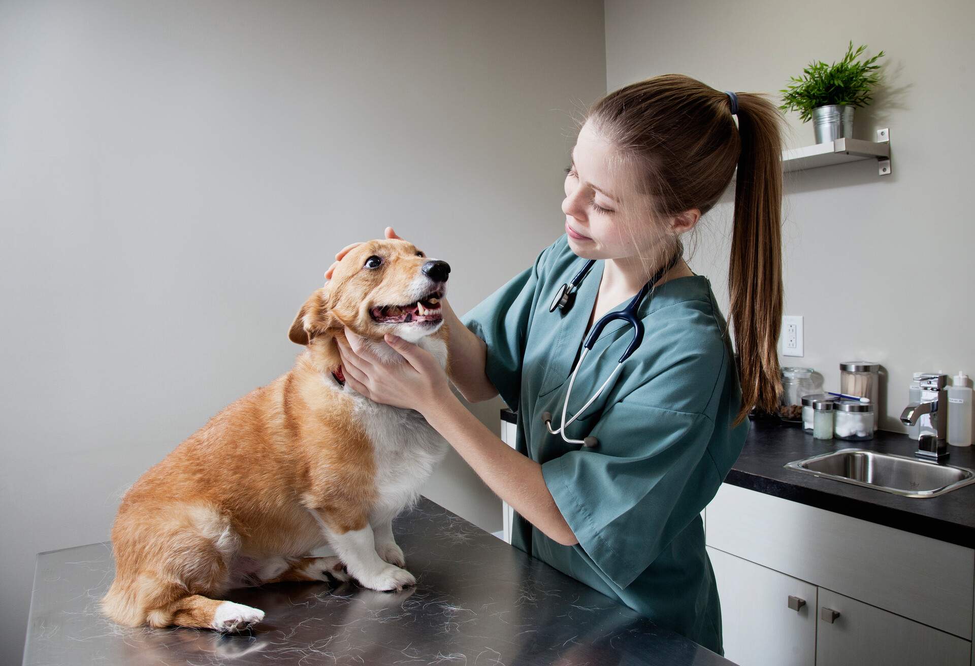 DEST-PET-TRAVEL-DOCTOR.jpg