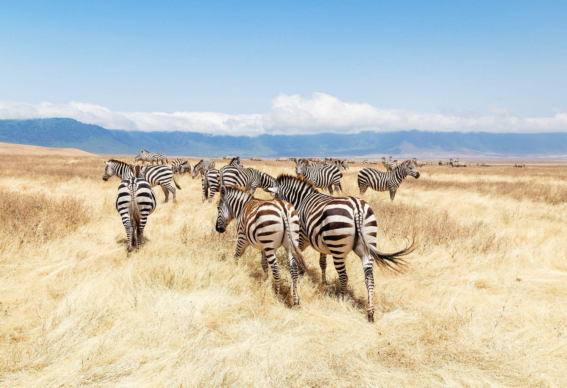 A group of zebras running across an open field of long brown grass.