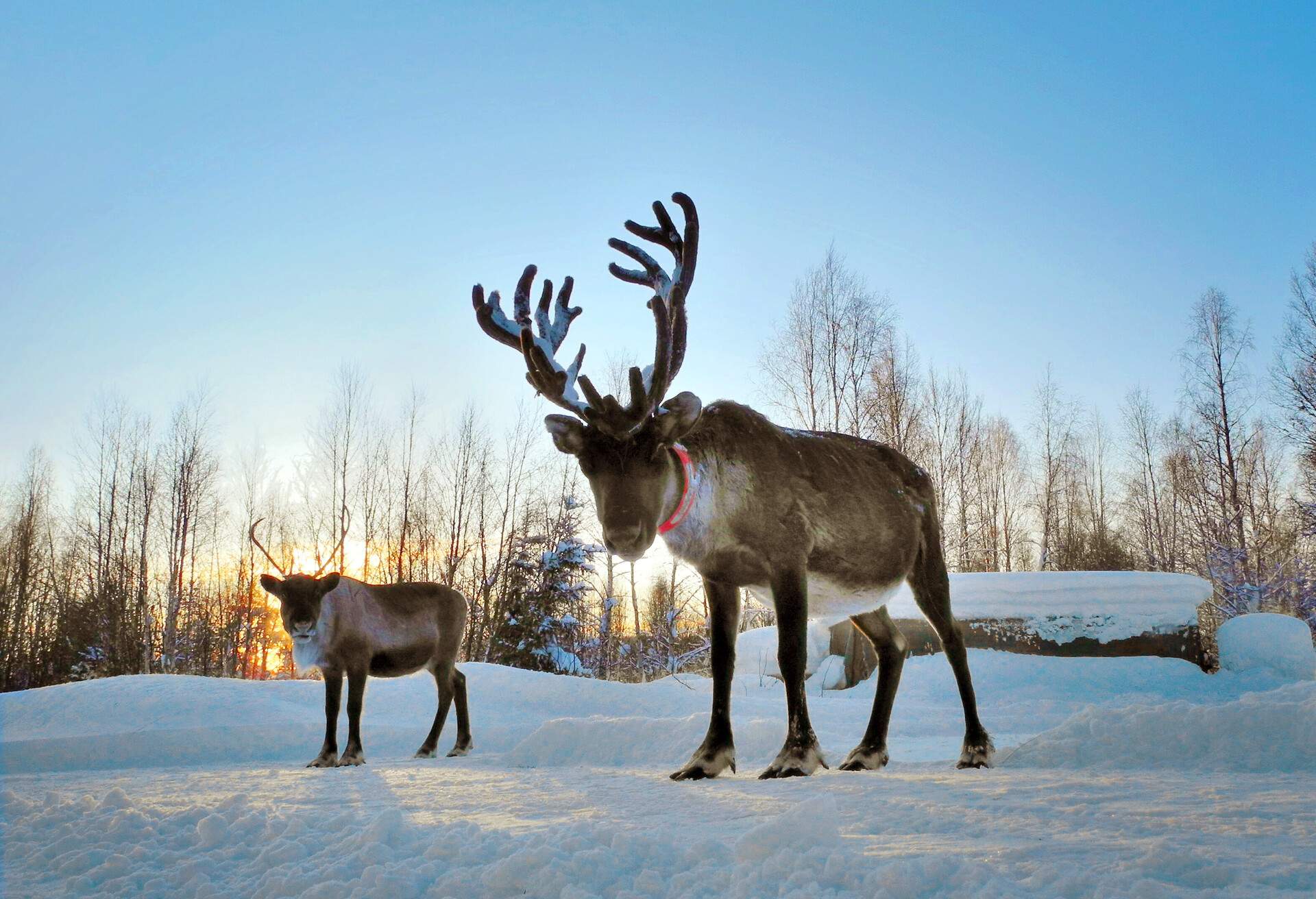 Two brown reindeers with massive antlers standing on a snowfield against the bare forest.