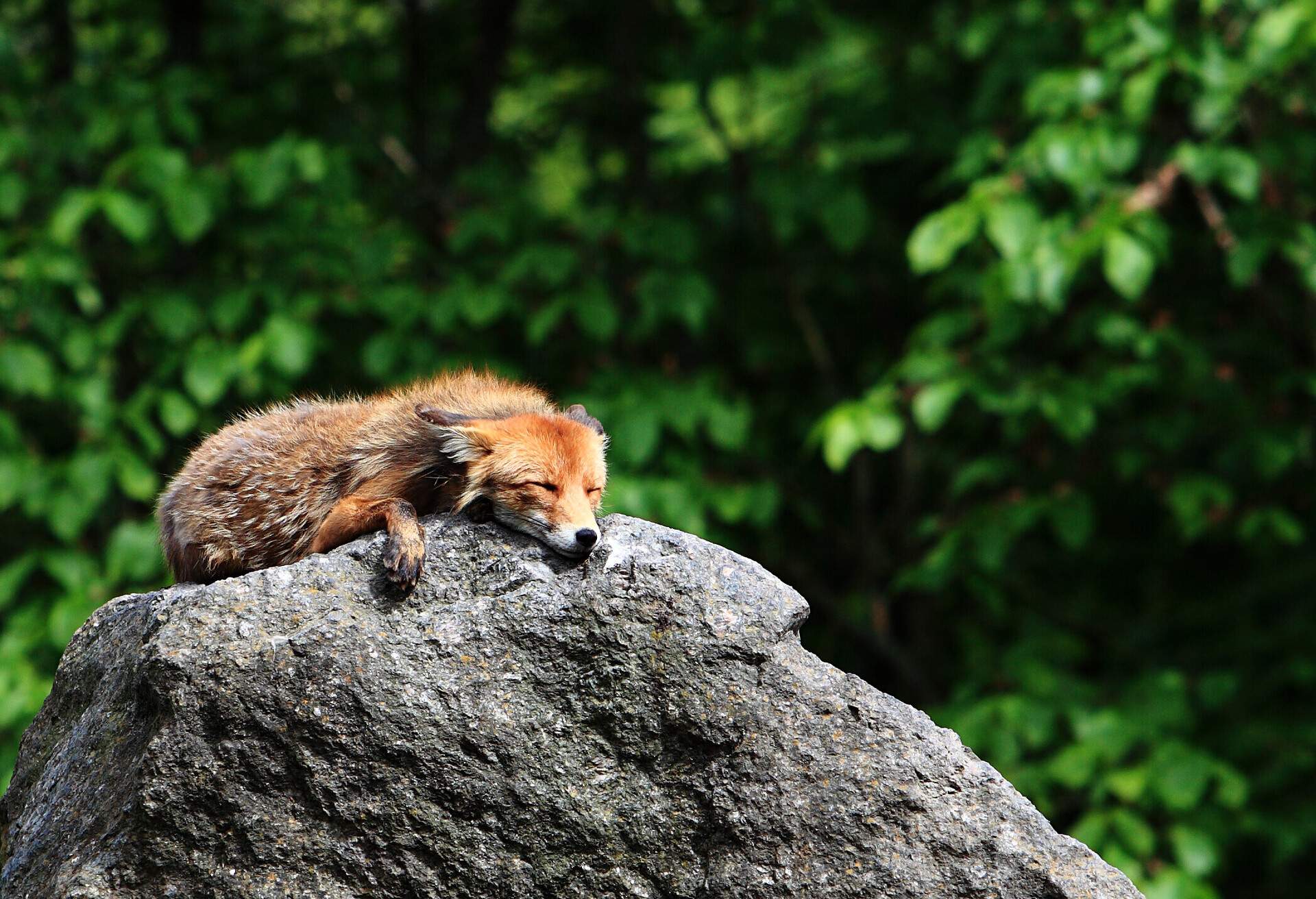 Fox sleeping on a rock in a zoo