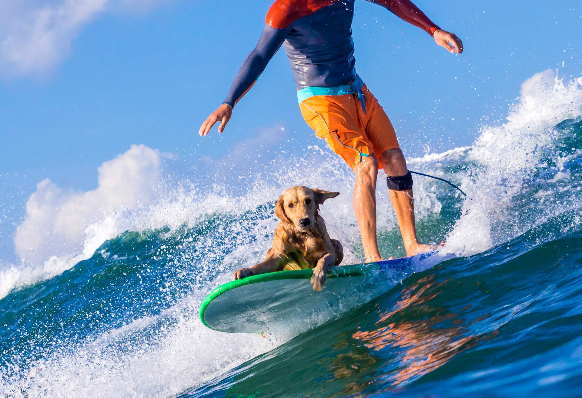 THEME_BEACH_SURFING_PETS_DOG_GettyImages-590302115