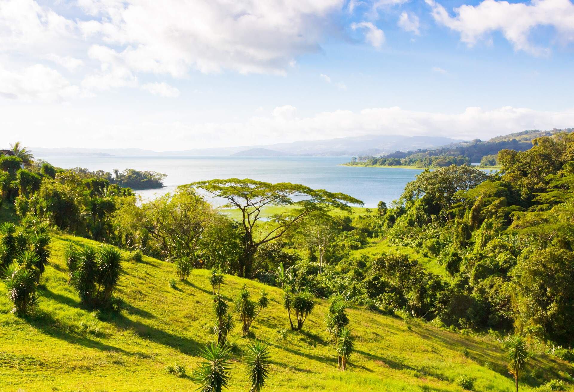 DEST_COSTA-RICA_SAN-JOSE_THEME_TREES_GettyImages-1178112643