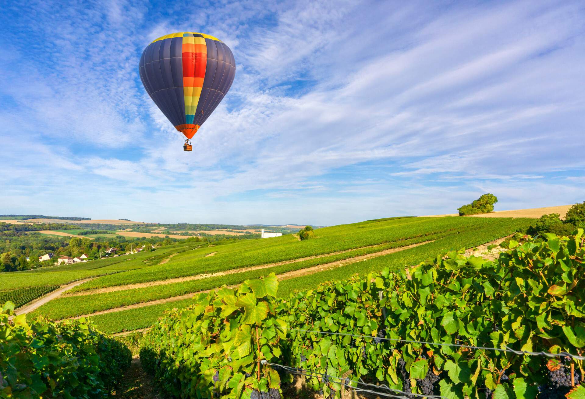 Colorful hot air balloons flying over champagne Vineyards at sunset montagne de Reims, Reims, France