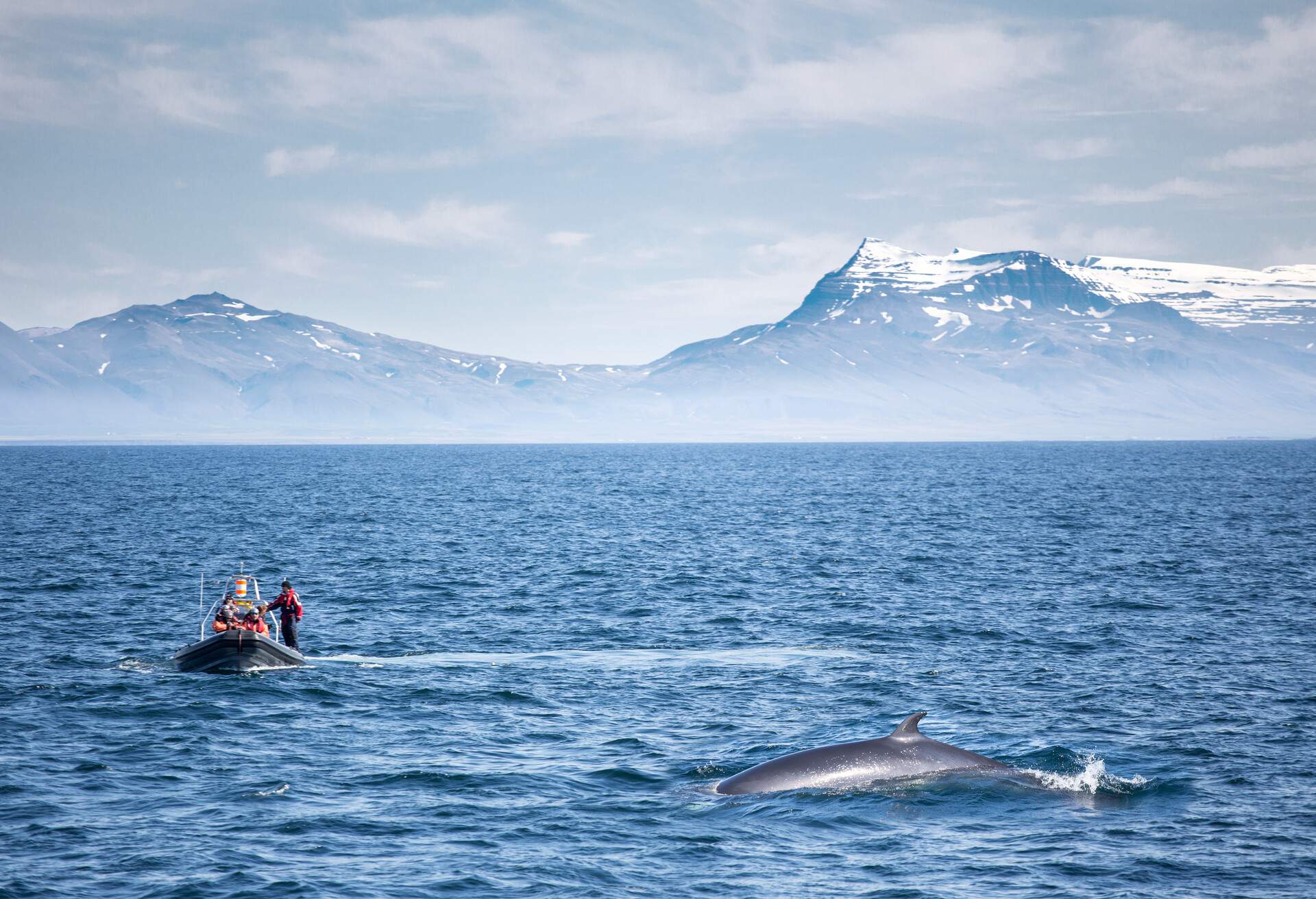 DEST_ICELAND_REYKJAVIK_WHALE_WATCHING_GettyImages-601162521