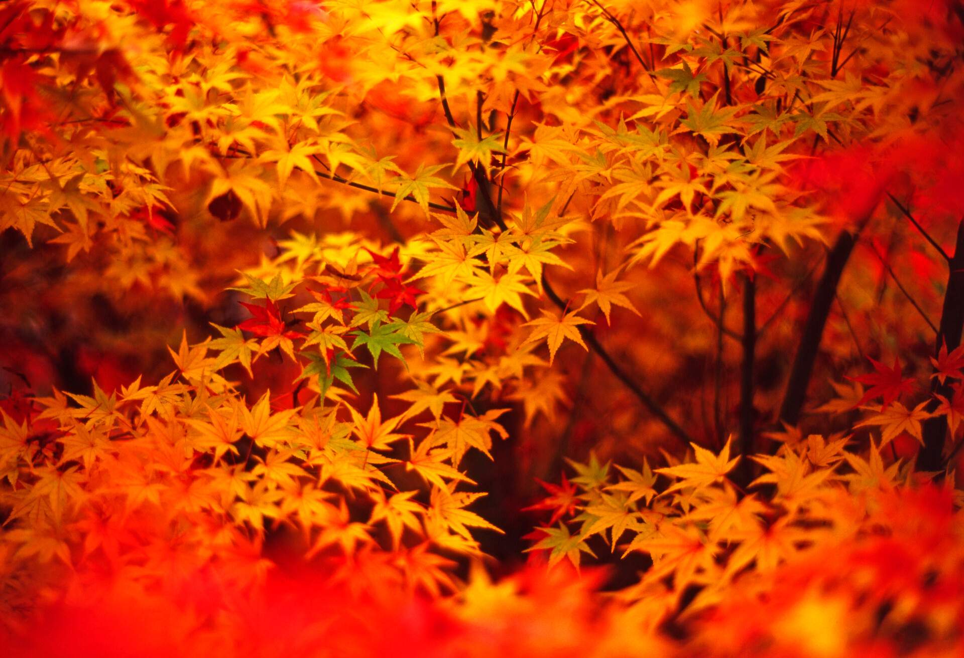 THEME_AUTUMN_LEAVES