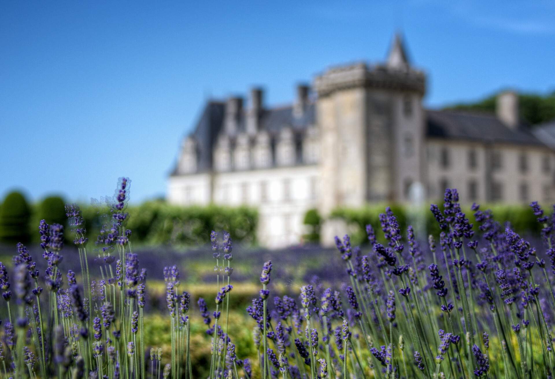 FRANCE_LOIRE_CHATEAU_DE_VILLANDRY