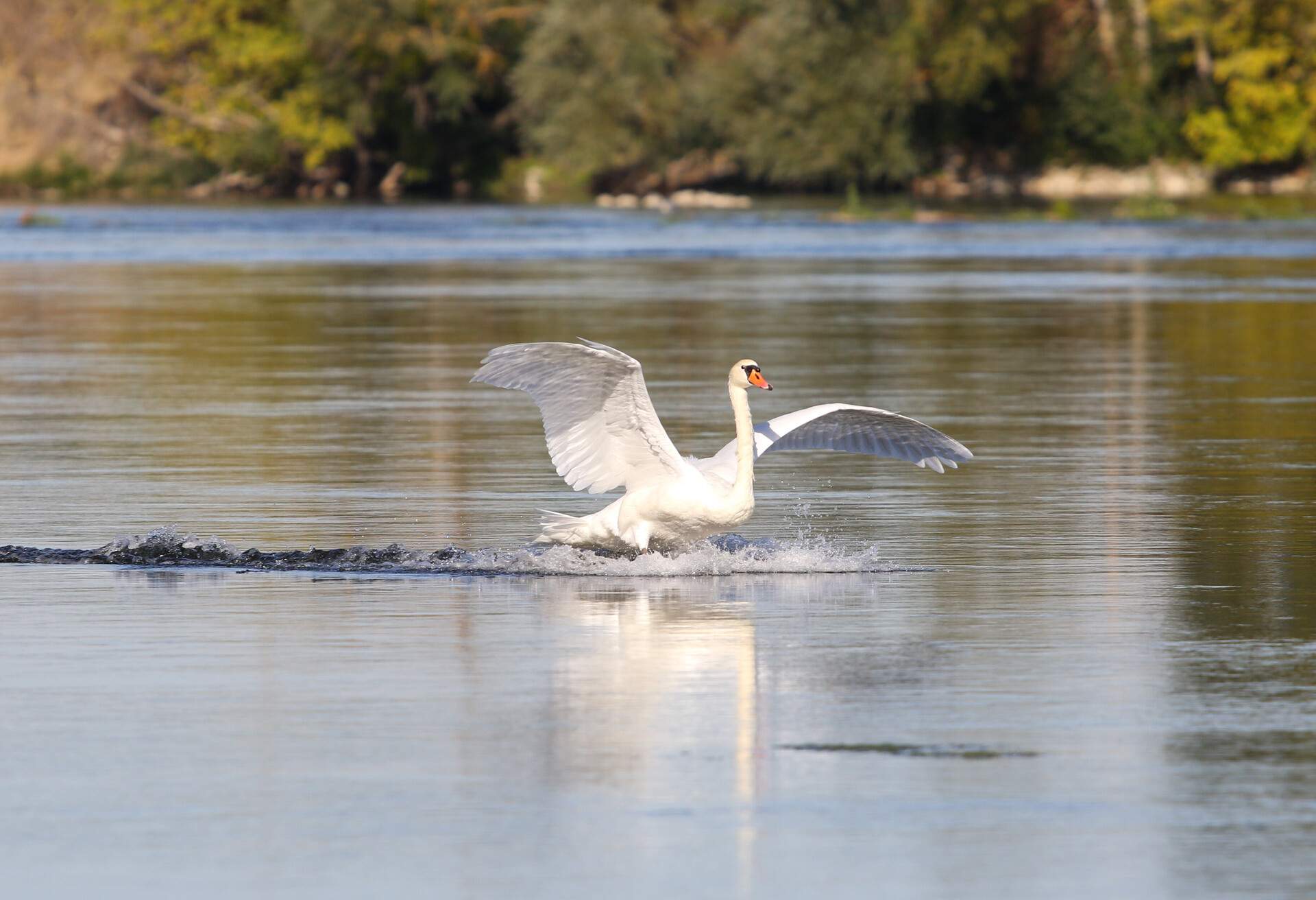 FRANCE_LOIRE_SWAN_LAKE