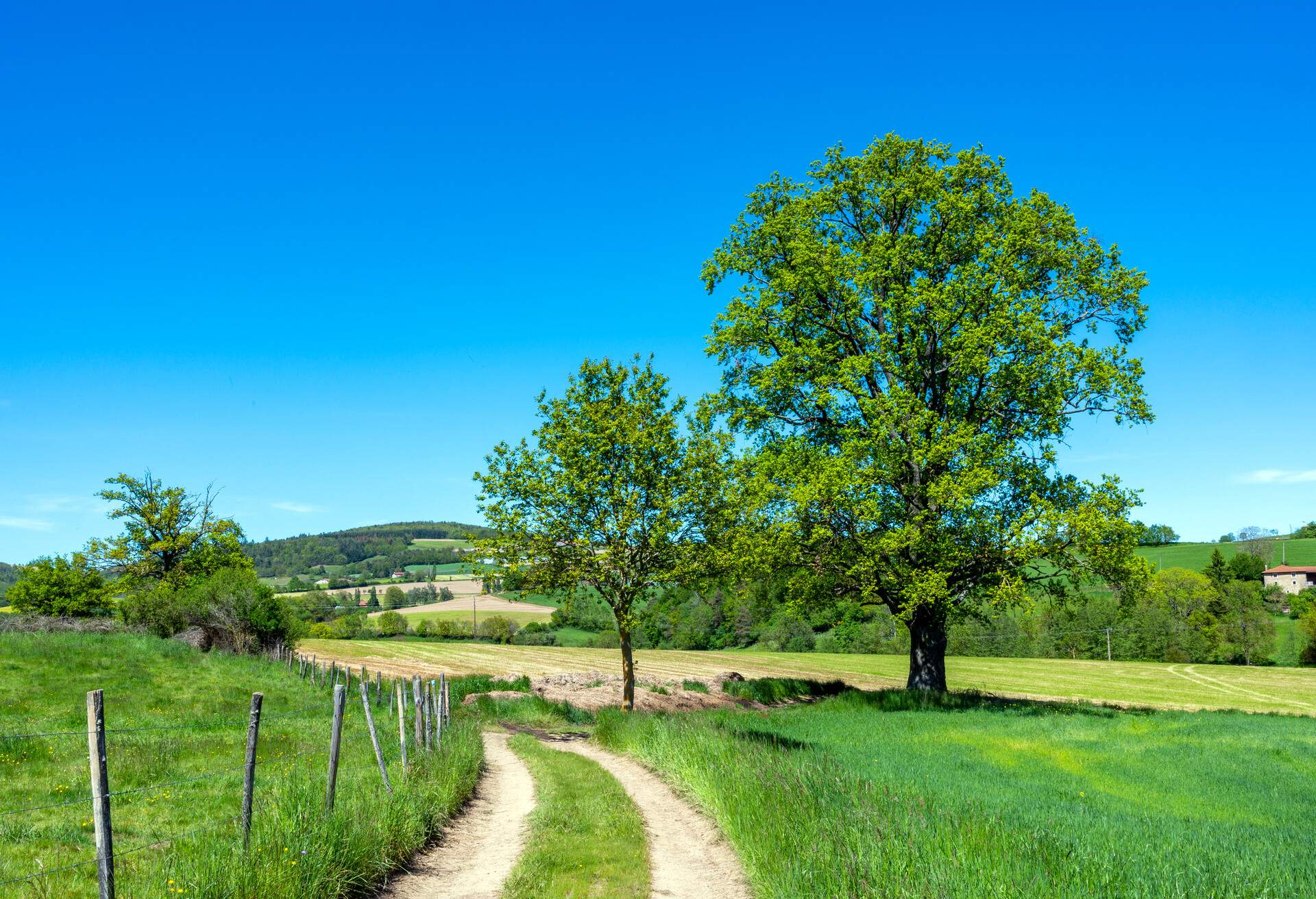 Hilly landscape crossed by a farm road surrounded by fields in spring