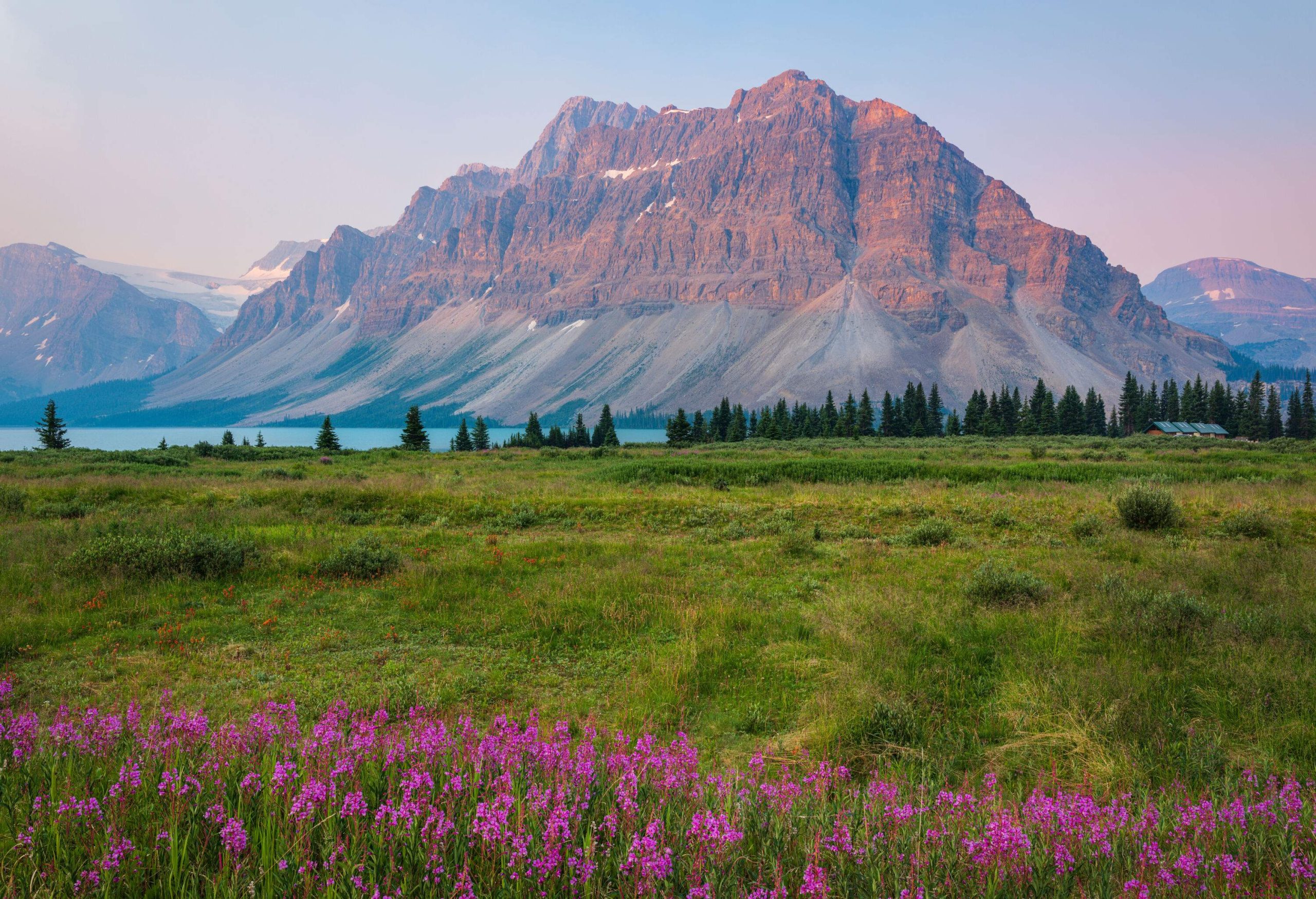 The landscape of lush land with a row of violet blossoms and the rocky mountain range.