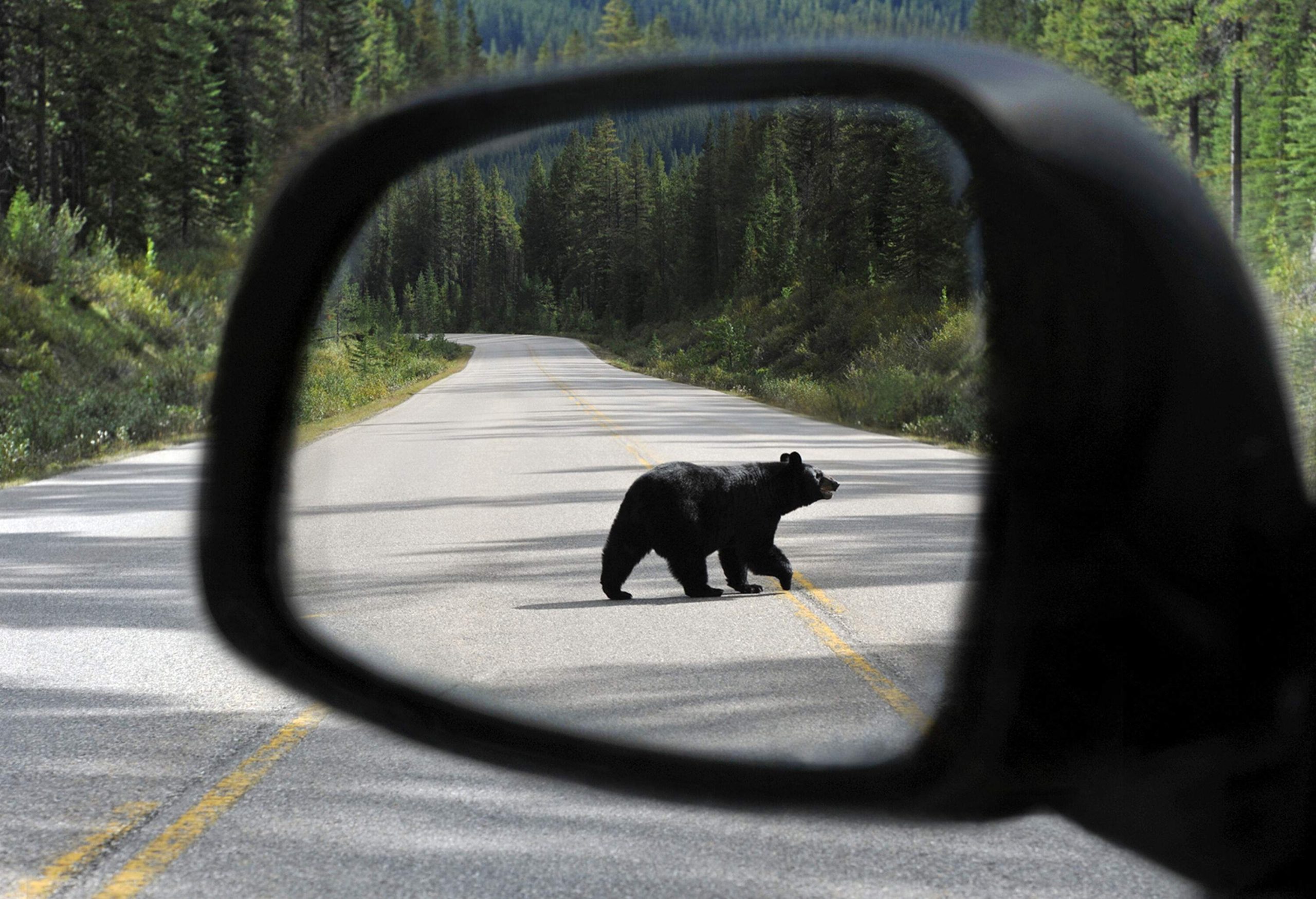 A black bear crosses a road as seen from a car's side mirror.