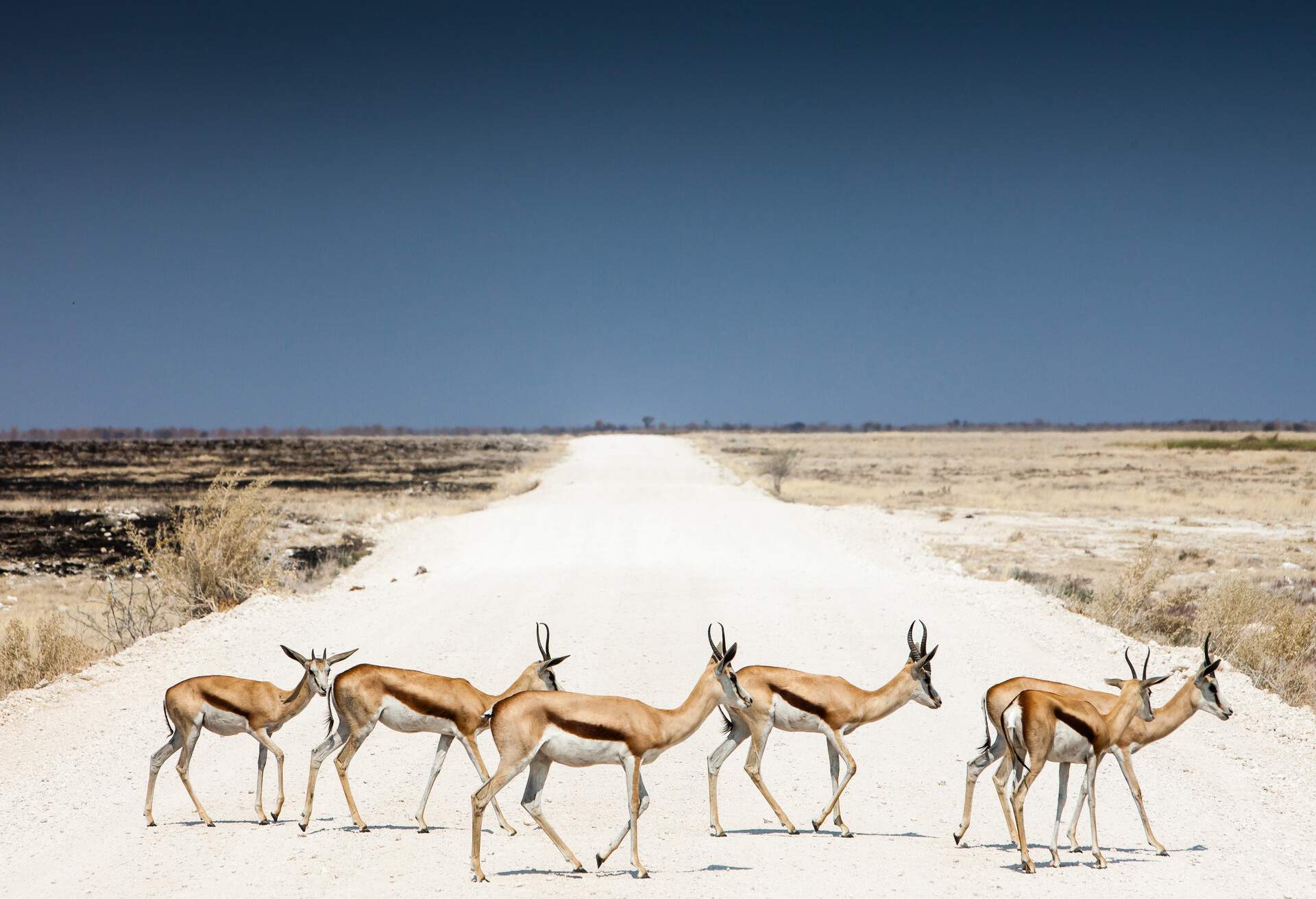 DEST_AFRICA_NAMIBIA_OSHIKOTO_ETOSHA-NATIONAL-PARK-GettyImages-469917119