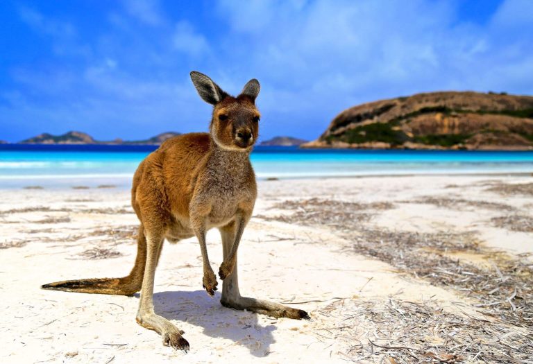 Incroyables et insolites : découvrez les animaux d'Australie | KAYAK